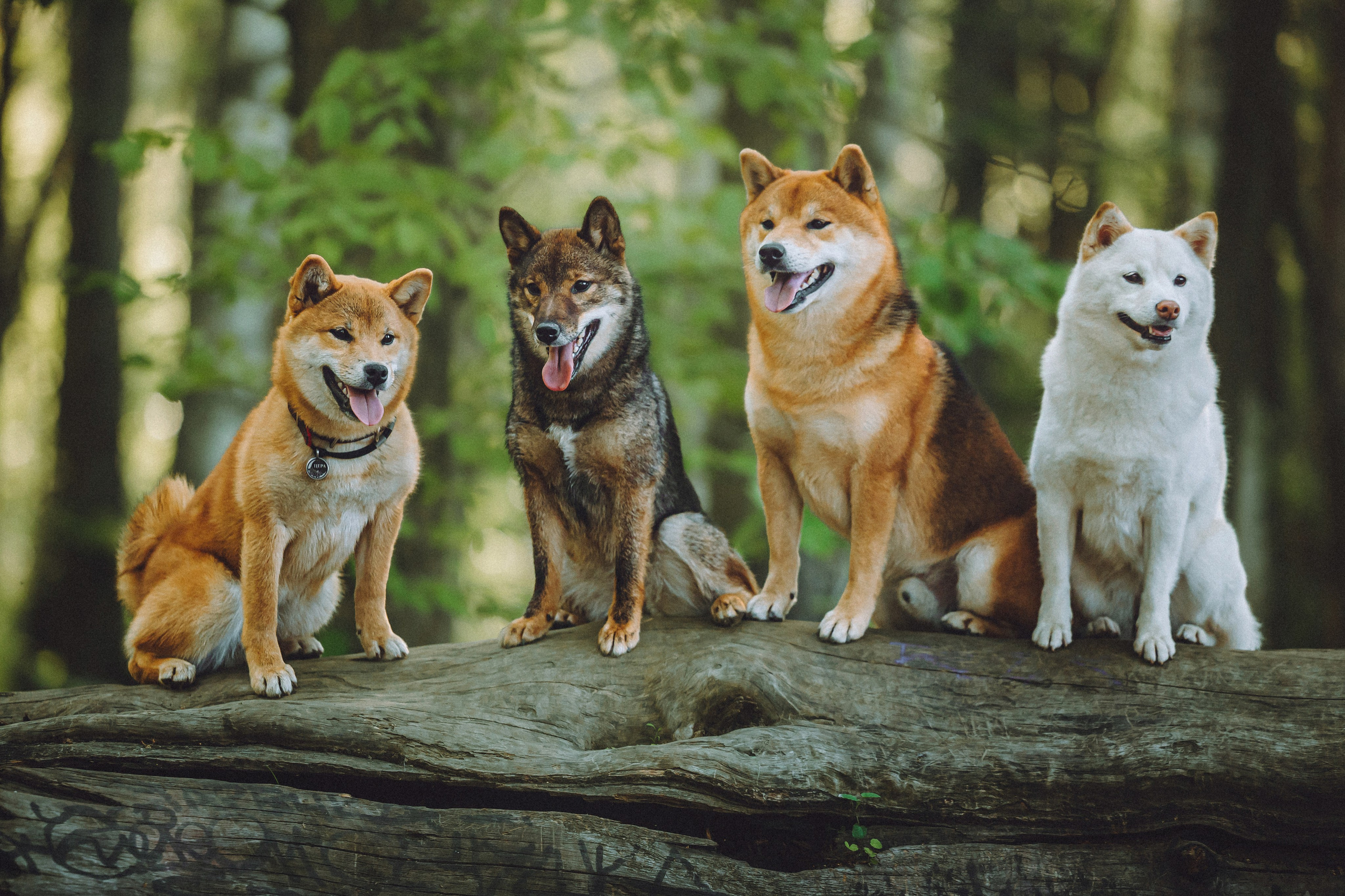 Шед, Цири, Чиби, Цера и их семья