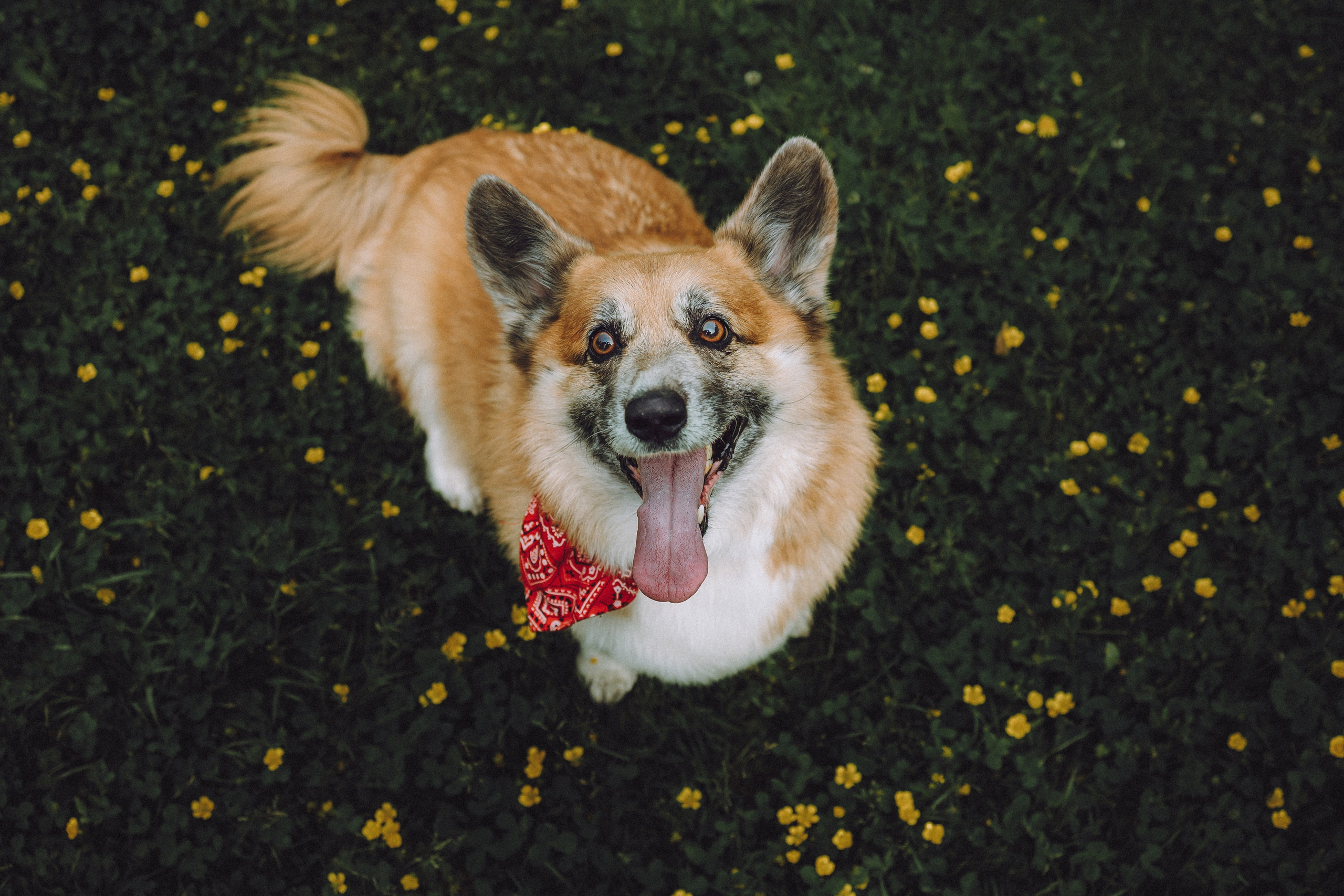 Ира, Леша и Харли