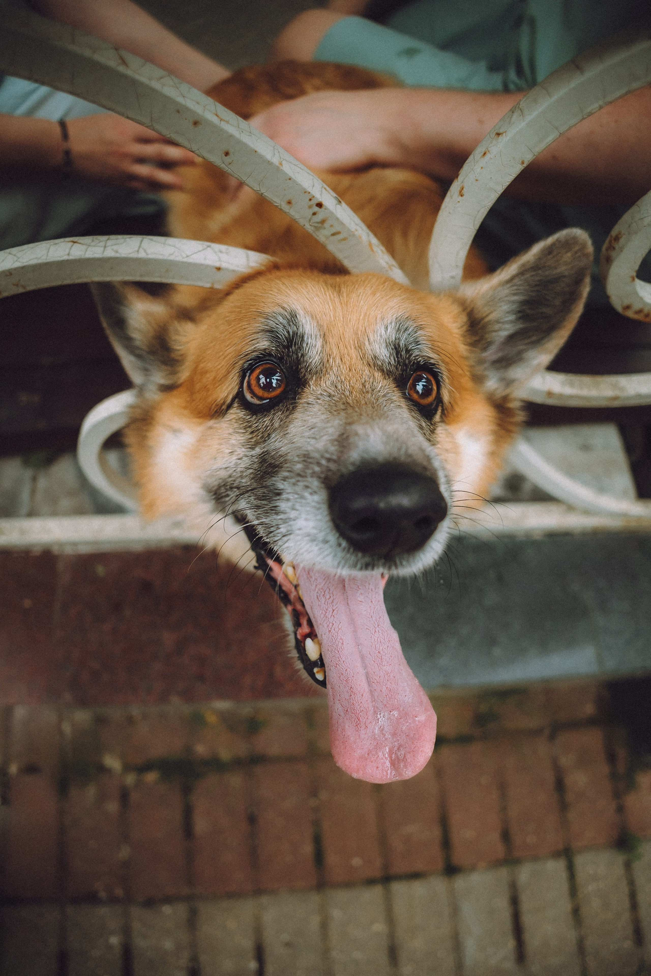 Ира, Леша и Харли