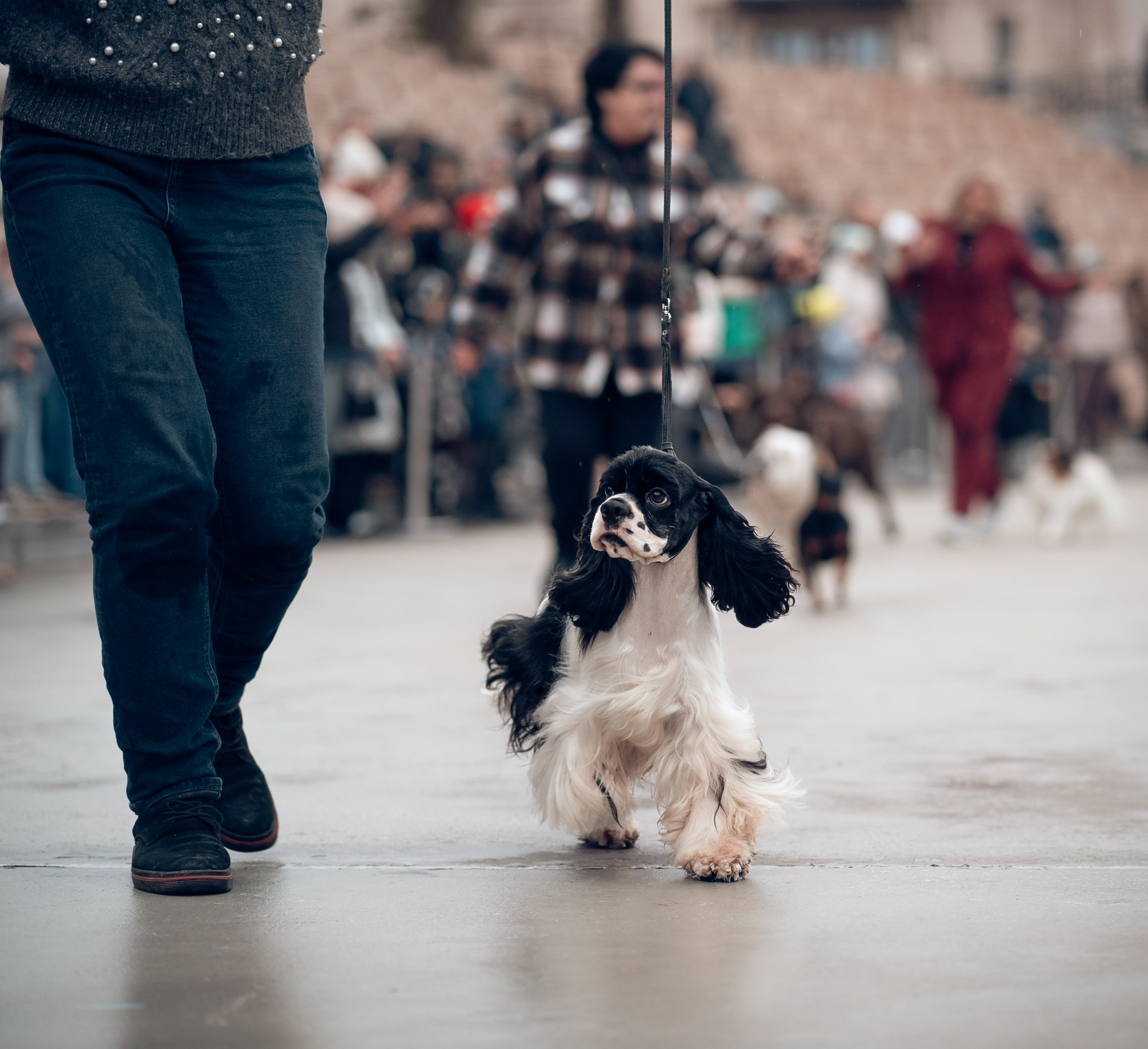 Благотворительная выставка собак в Новом Херсонесе г. Севастополь. Церковный фотограф Севастополь