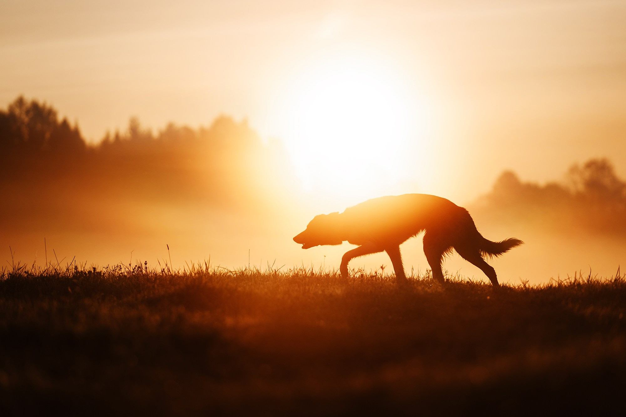 Питомец в кадре. Фотограф Анна Тюрина