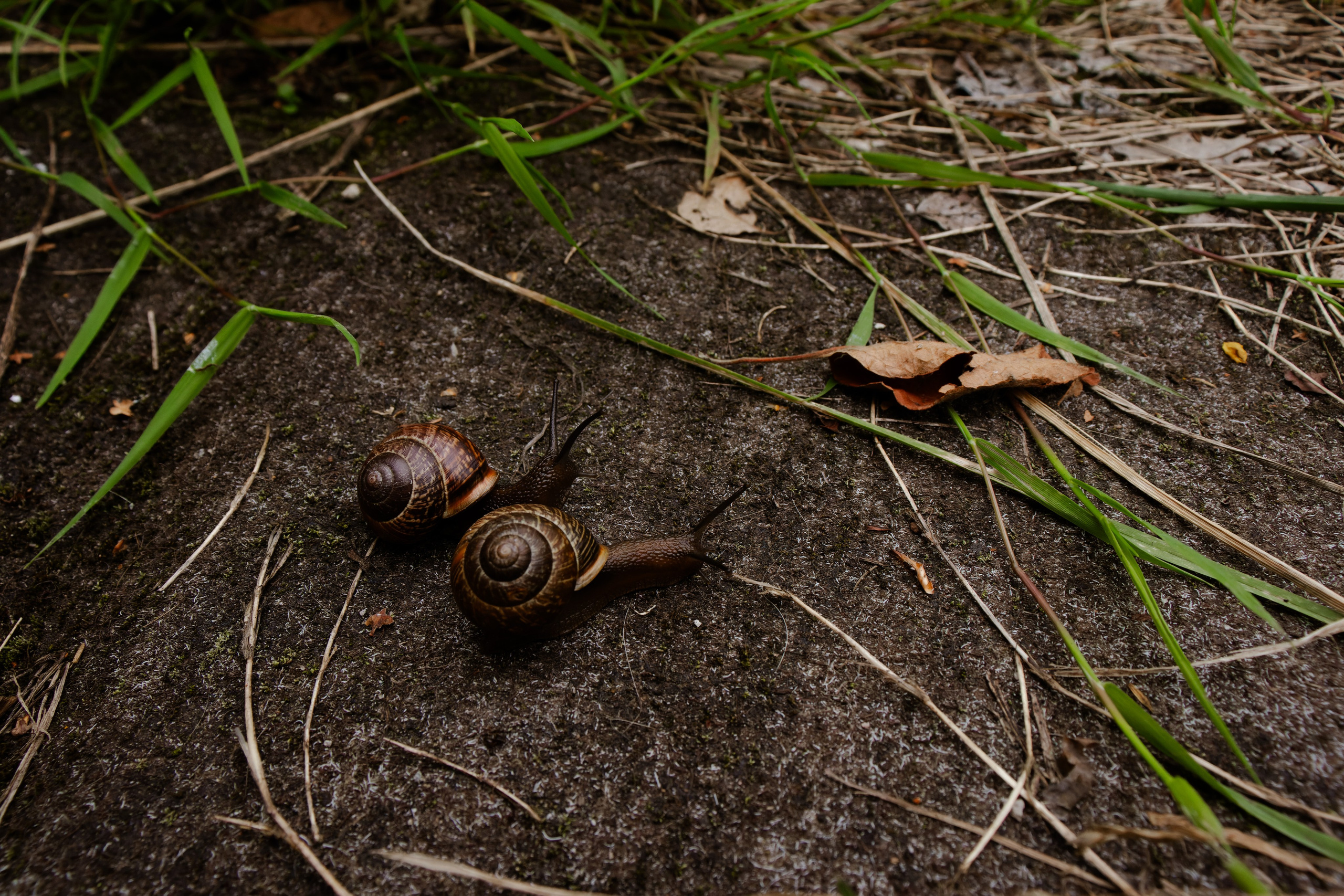 Из наблюдений. Плак или Квак