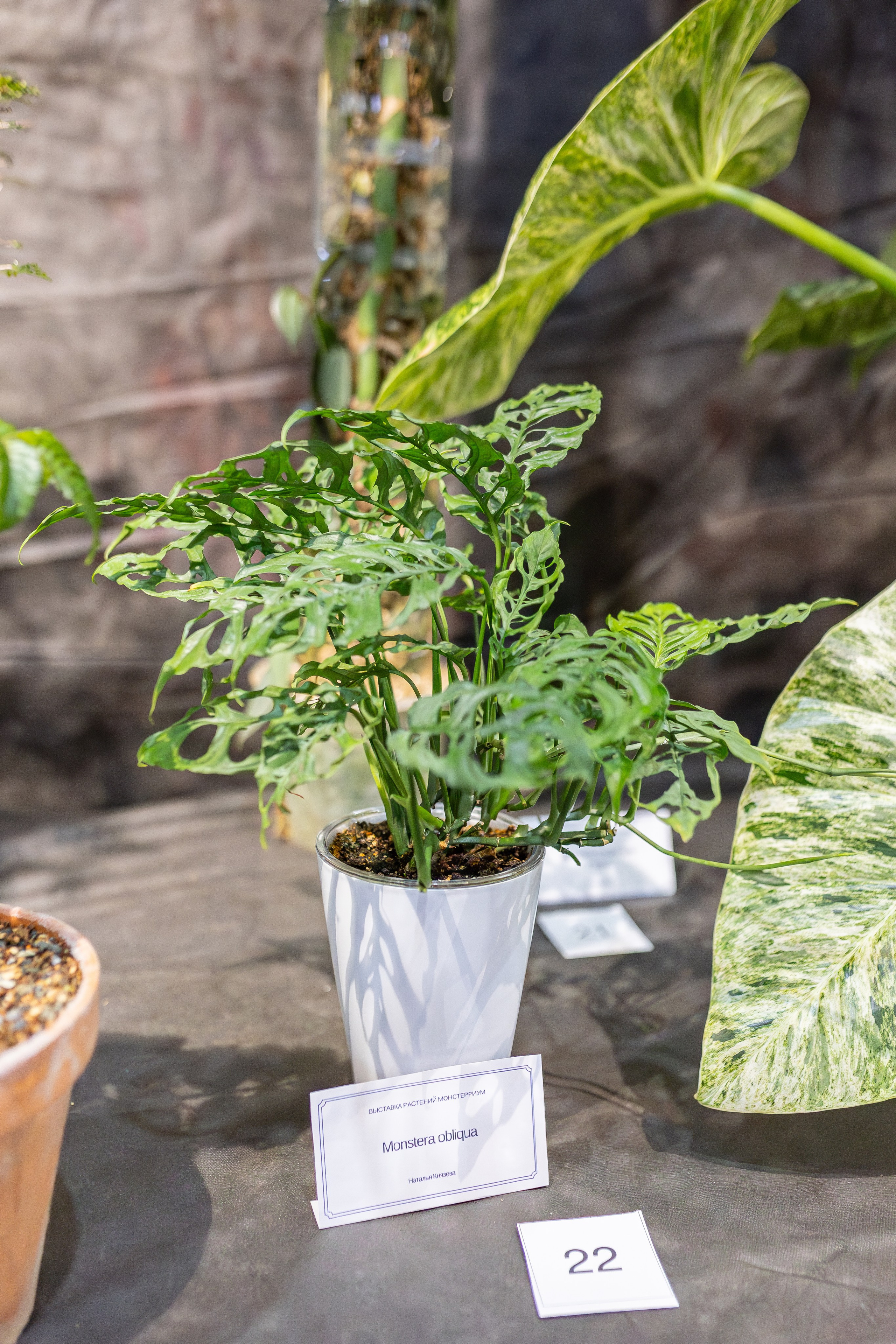 Монстериум апрель 2026. Александра Куликова фотограф, Москва