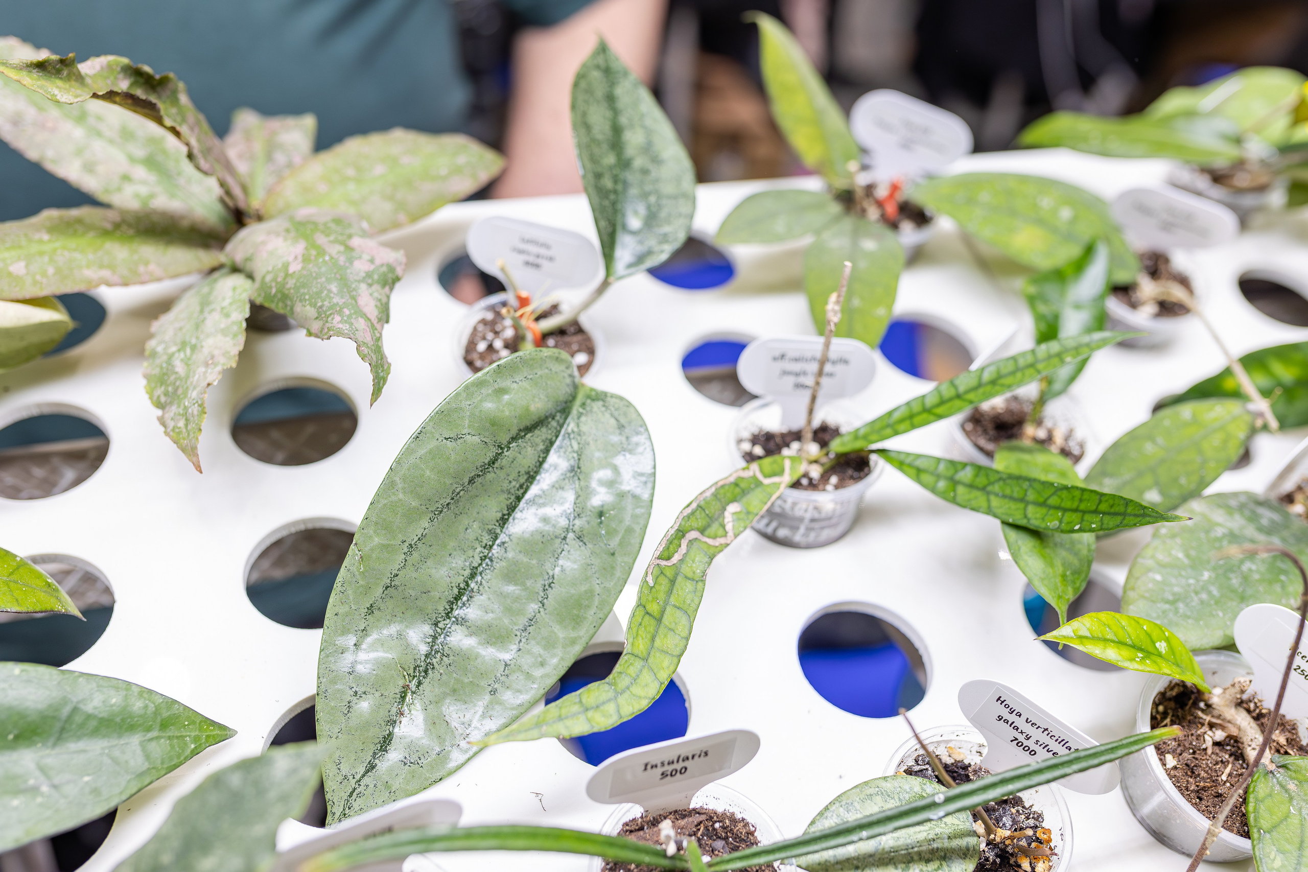 Монстериум апрель 2026. Александра Куликова фотограф, Москва