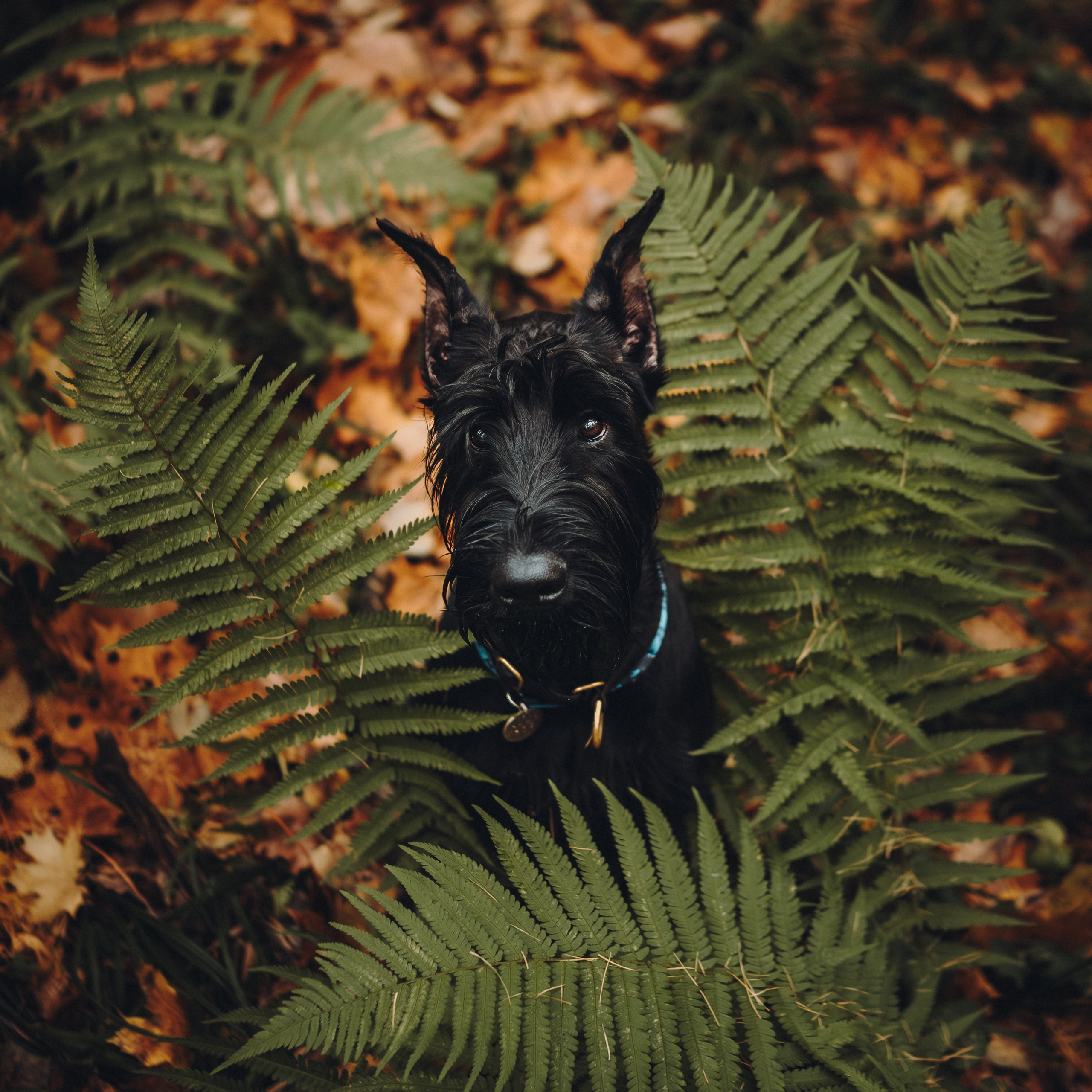 Даша и Умбра. Семейный фотограф анималист Ананьева Мария — Москва