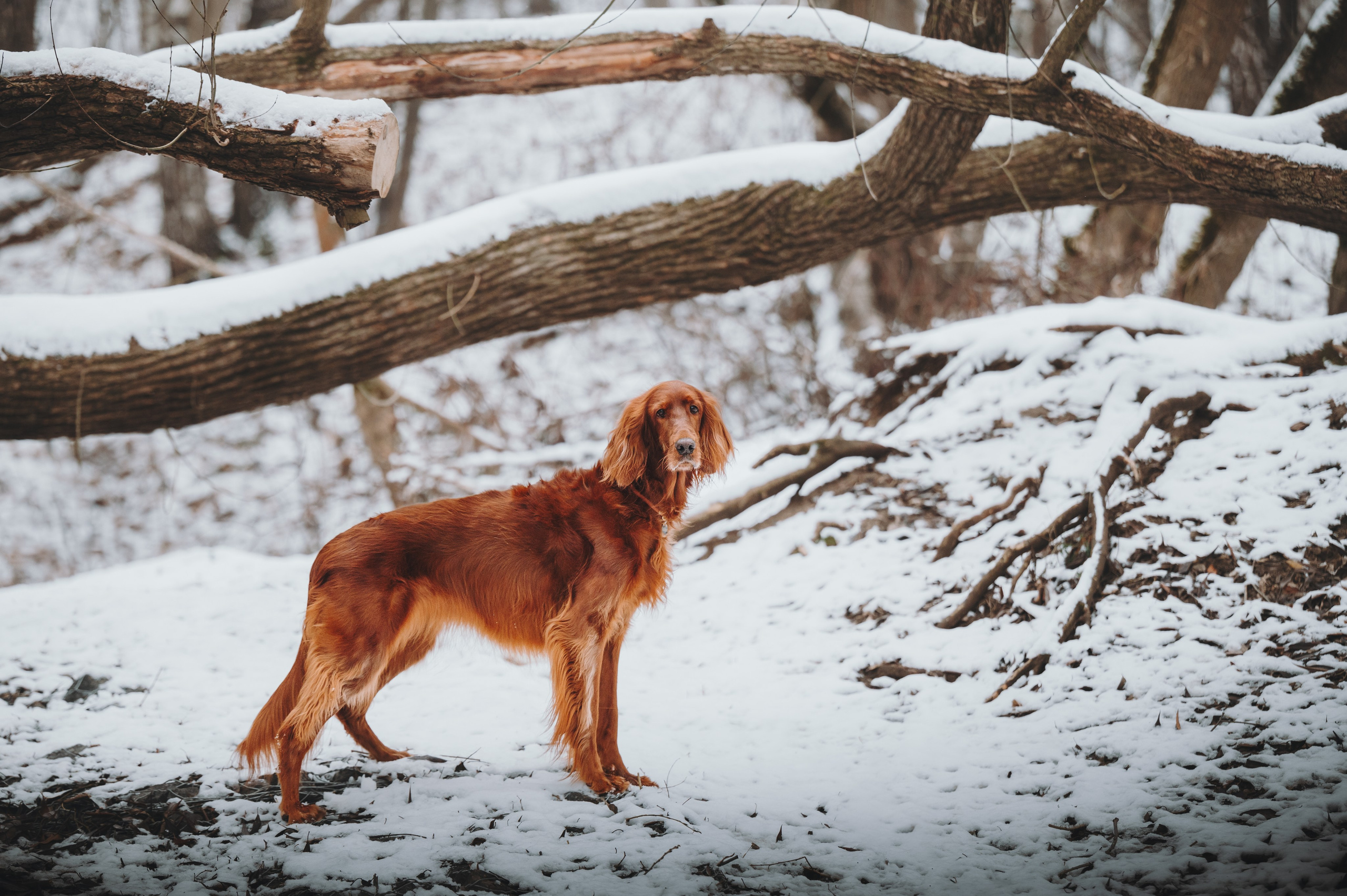 Маша и Лика. Семейный фотограф анималист Ананьева Мария — Москва