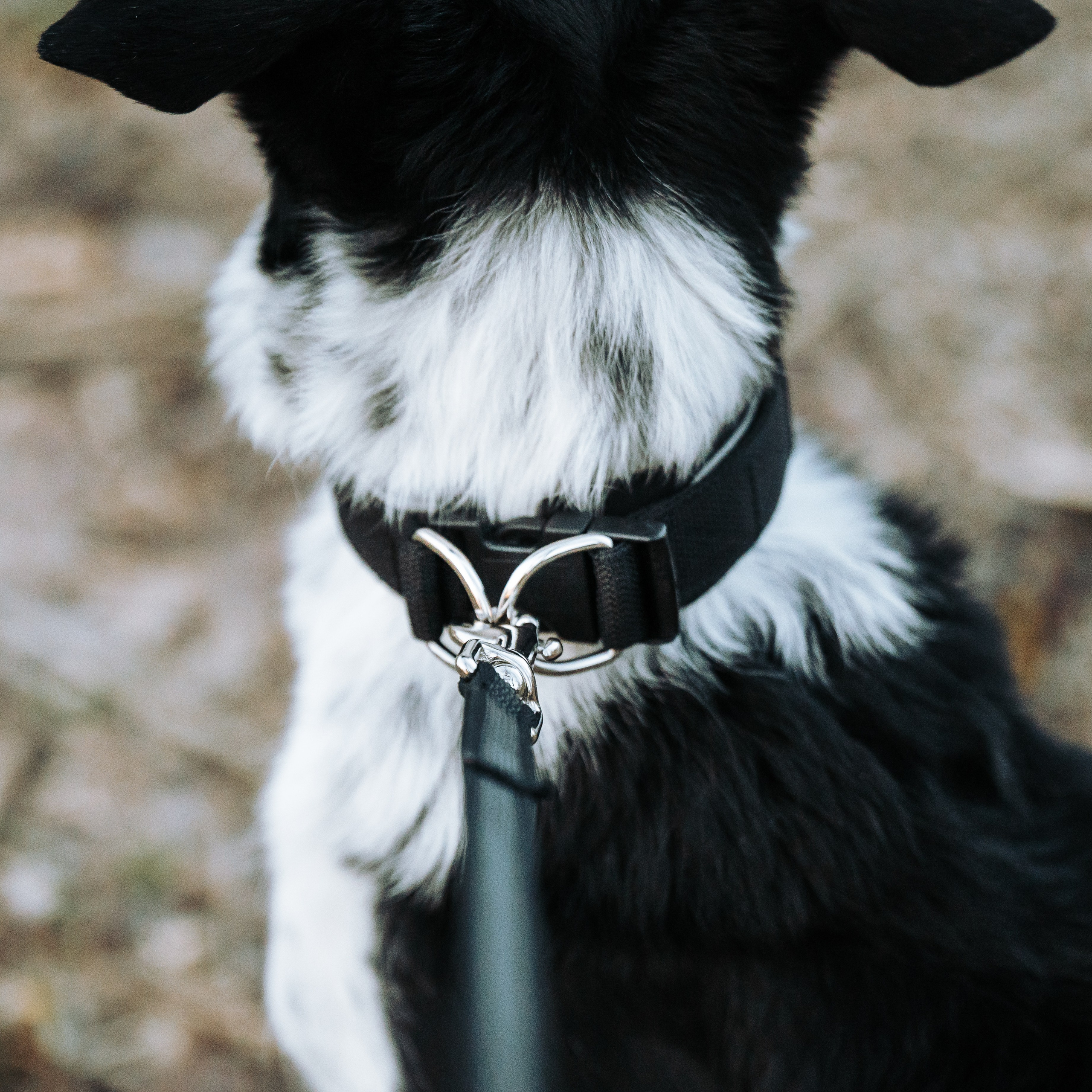 MagWay. Семейный фотограф анималист Ананьева Мария — Москва
