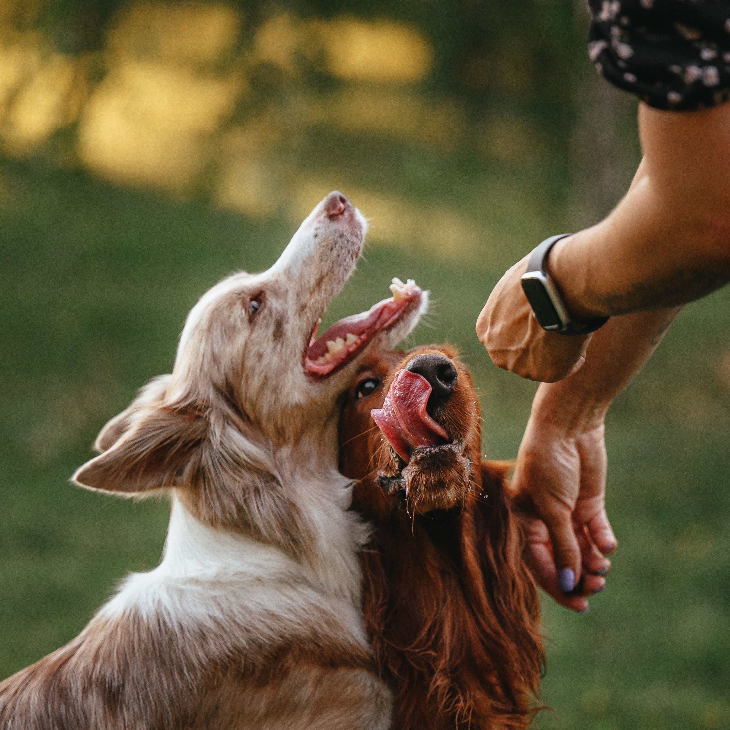 Маша, Лика, Нао и Рафта. Семейный фотограф анималист Ананьева Мария — Москва