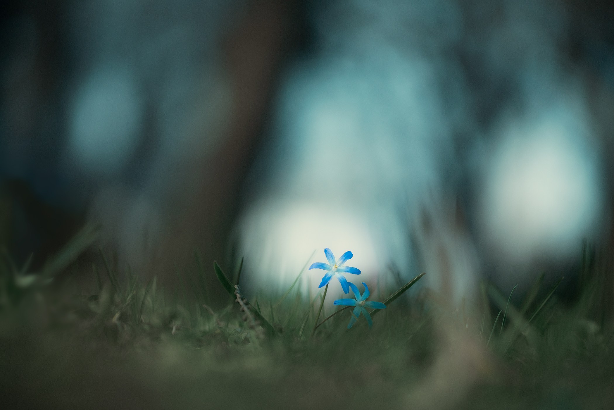 Volkovart.ru macro photography flowers. Volkovart.online nature photography