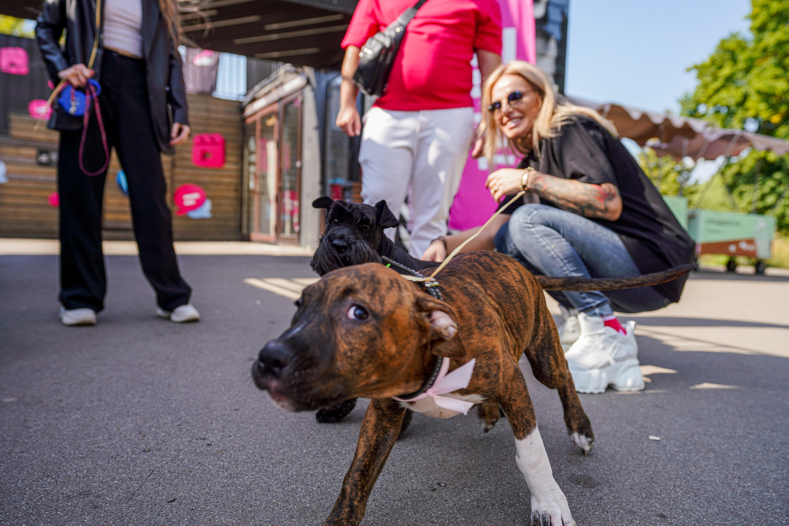 ДР собаки по имени Моррис :). Фотограф Казань