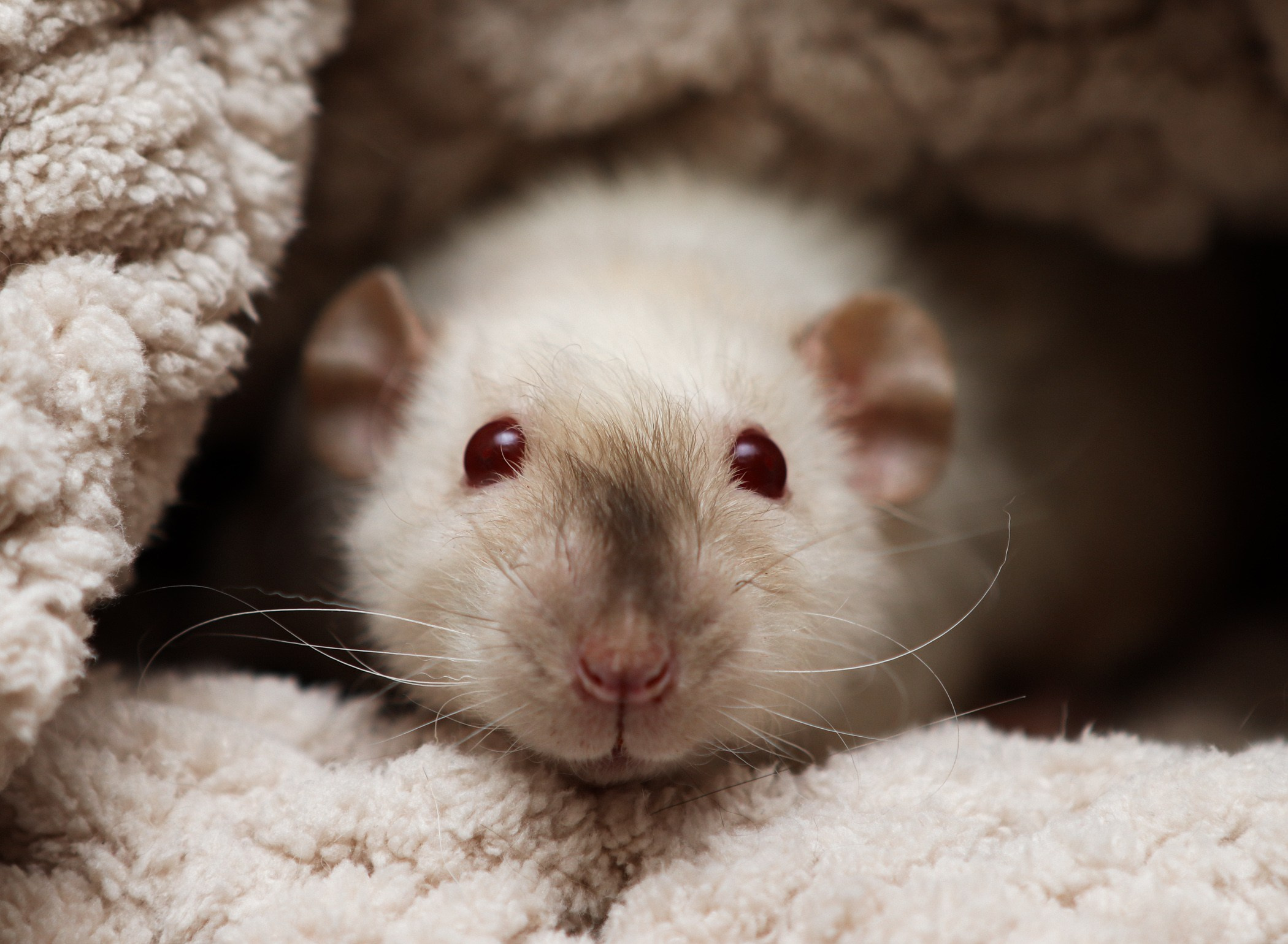 Фотограф-анималист Полина Колкова | Москва