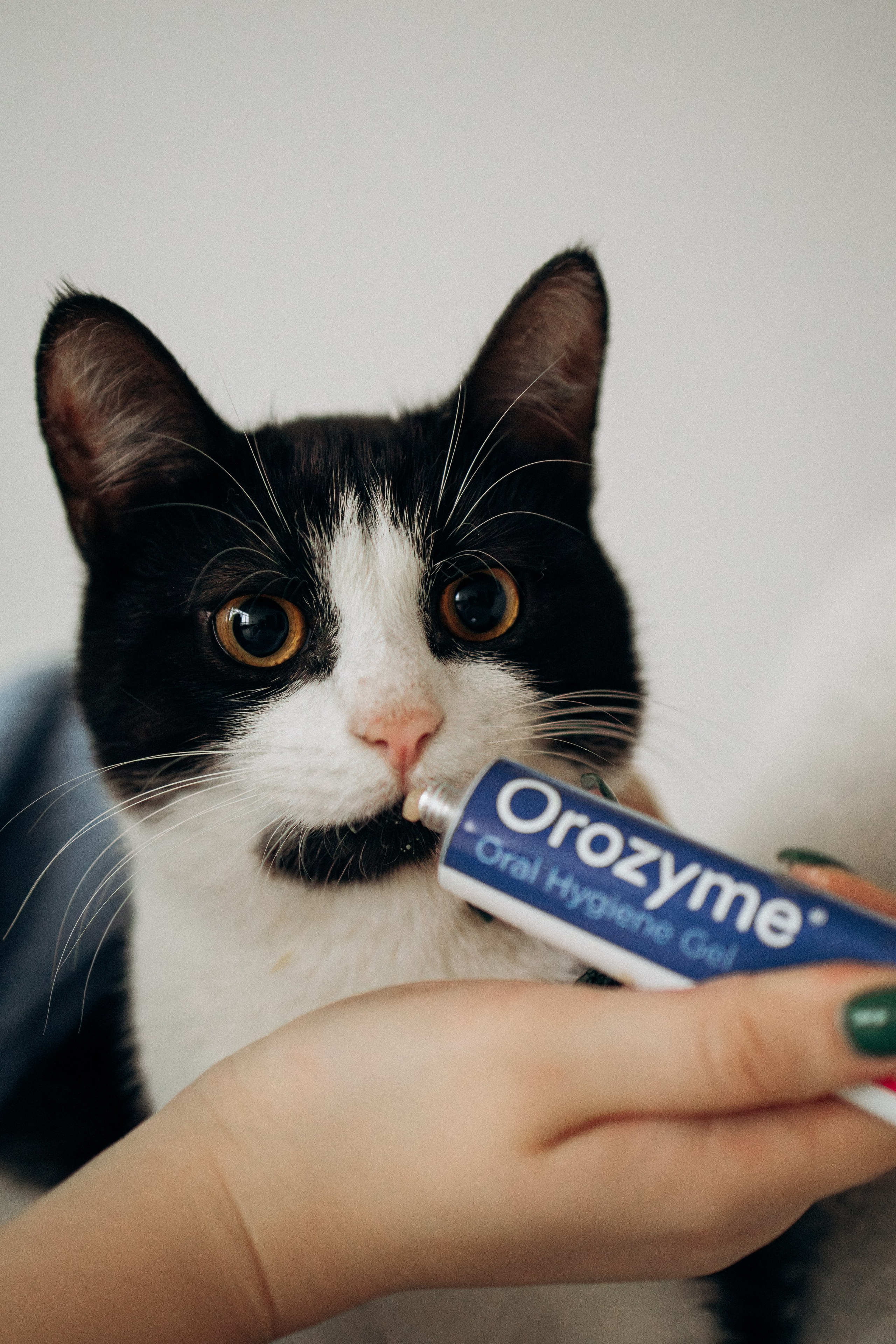 Orozyme&Emmiepet. Фотораф — анималист Мария Шистка