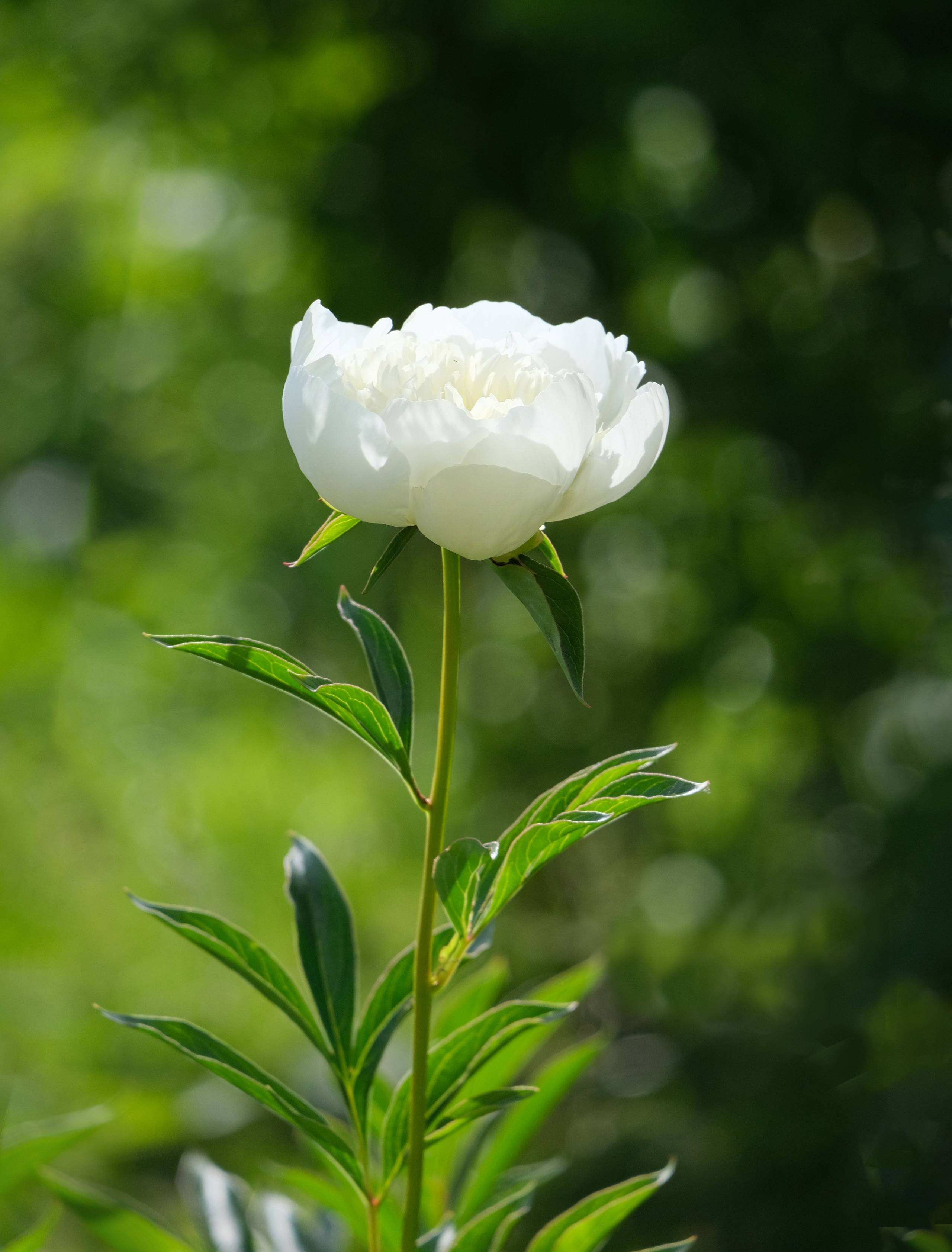 Портреты I. Фотографии города, архитектуры, цветов, макро, кошек. Москва