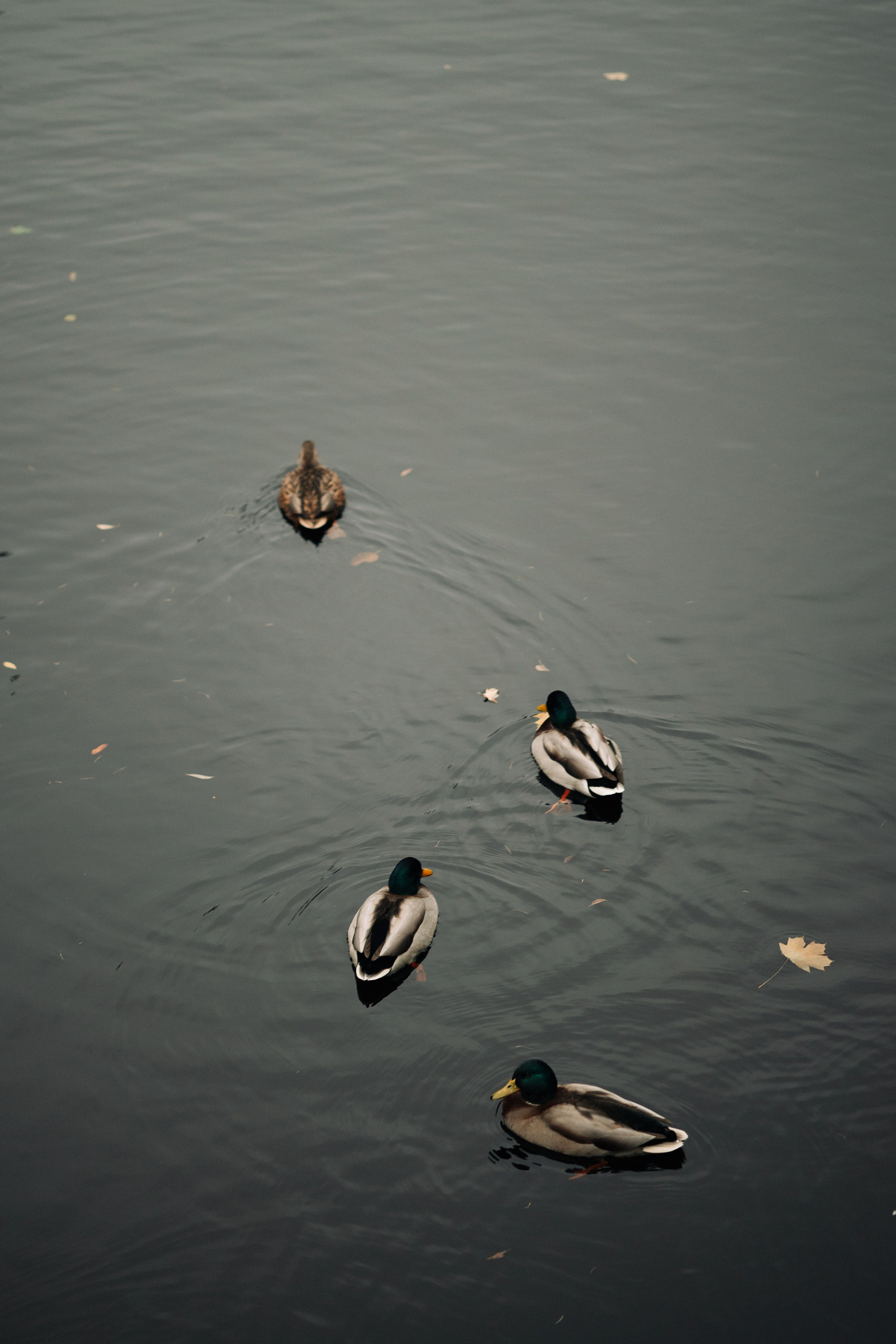 Прогулка по осеннему парку. Свадебный и прогулочный фотограф в Санкт-Петербурге Дарья Корель