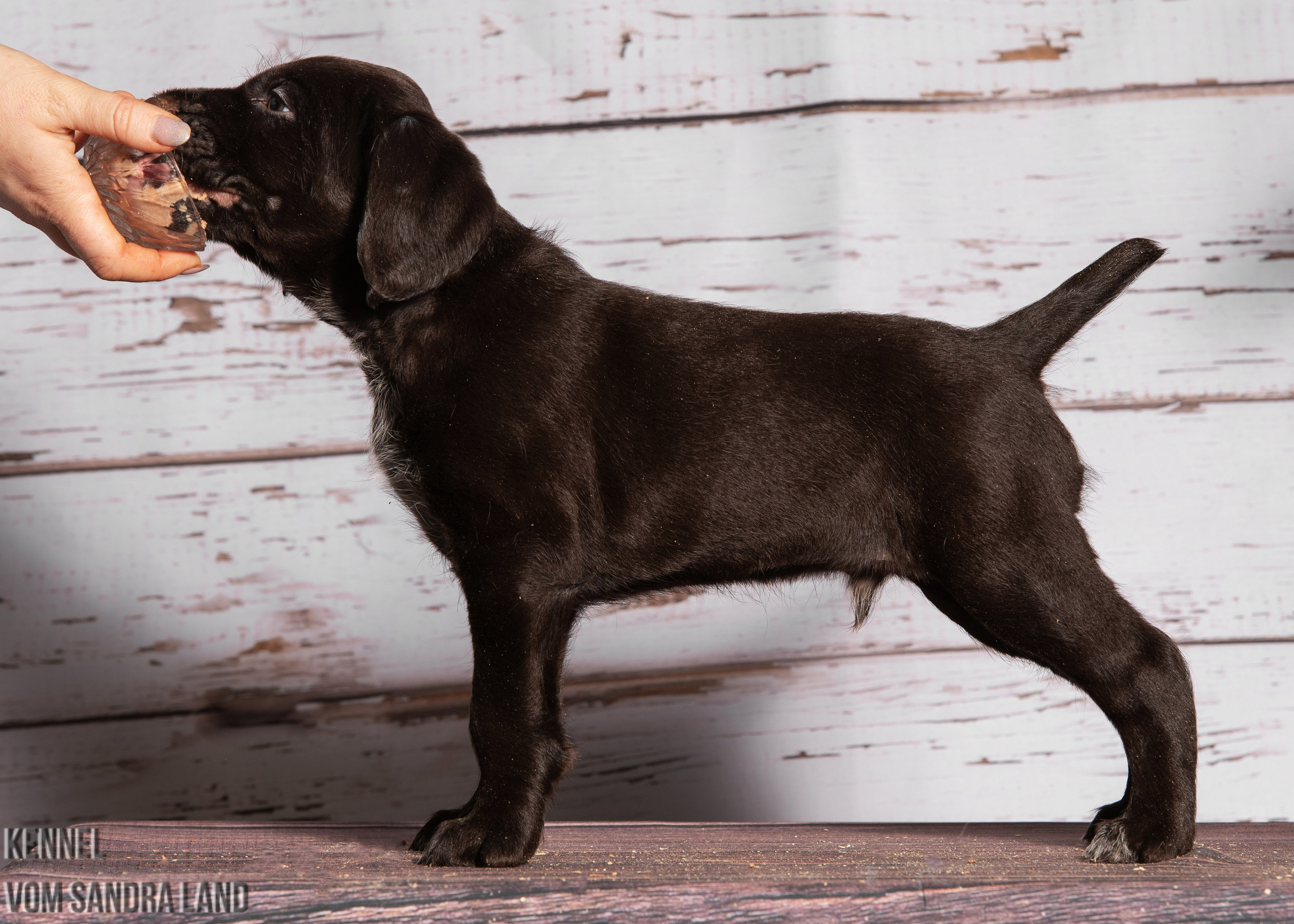 Ворон вом Сандра Лэнд, Voron vom Sandra Land