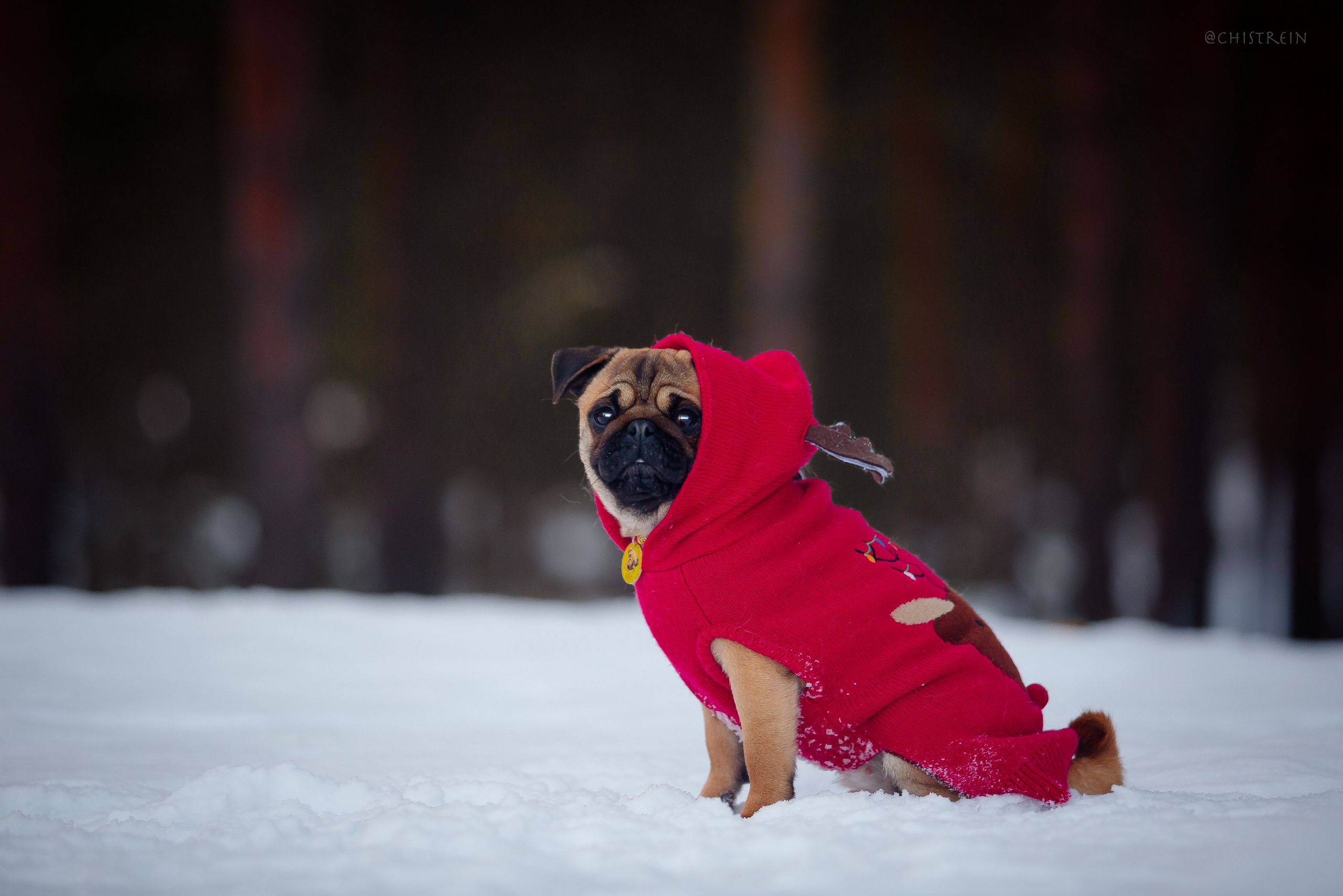 Новогоднее настроение. Роза. Фотограф-анималист Наталия Чистюхина в г. Сосновый Бор и ЛО