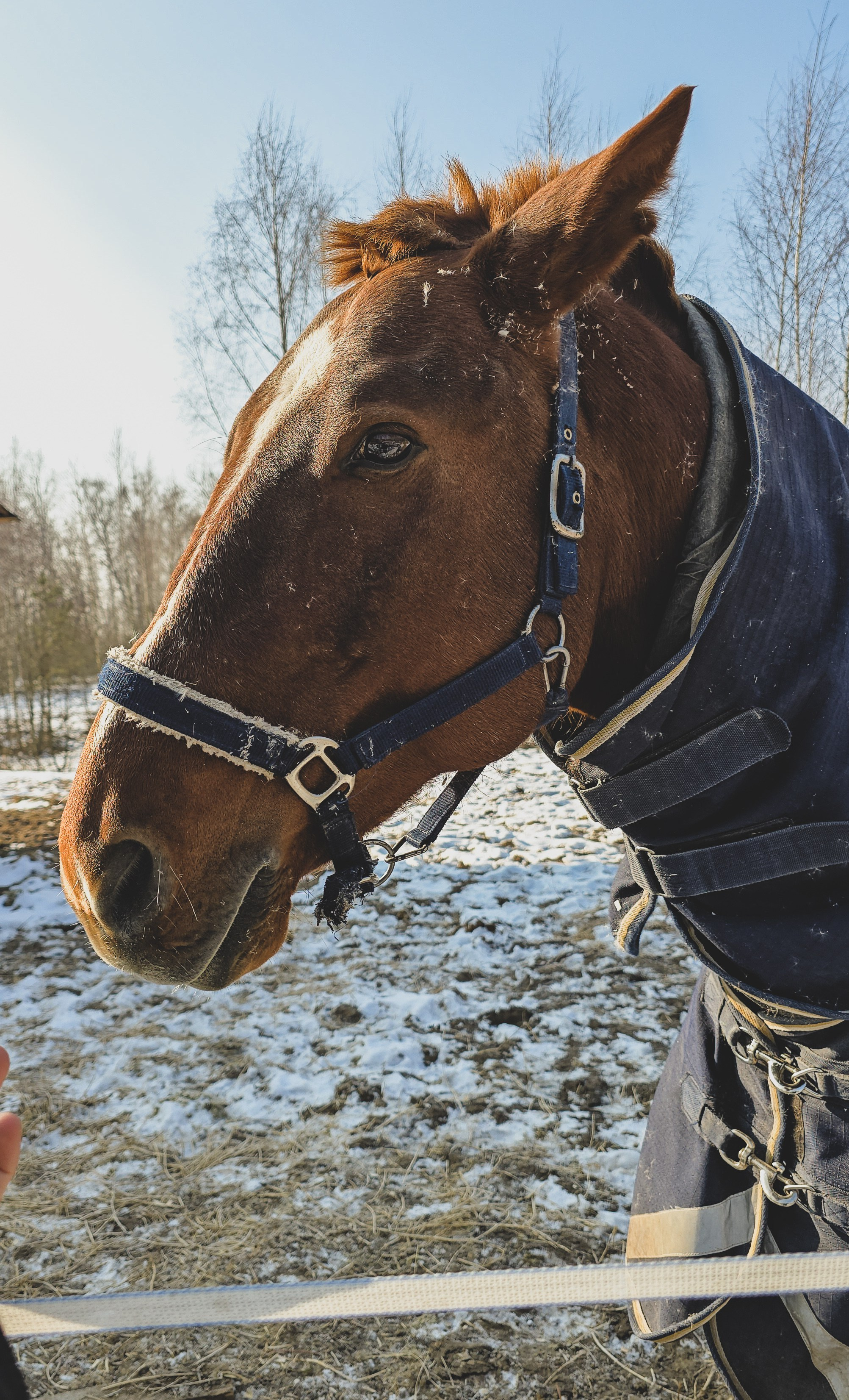 Масленица «КОЗЫ ДА БЕРЕЗЫ». Репортажный фотограф Елена Джаз в Москва