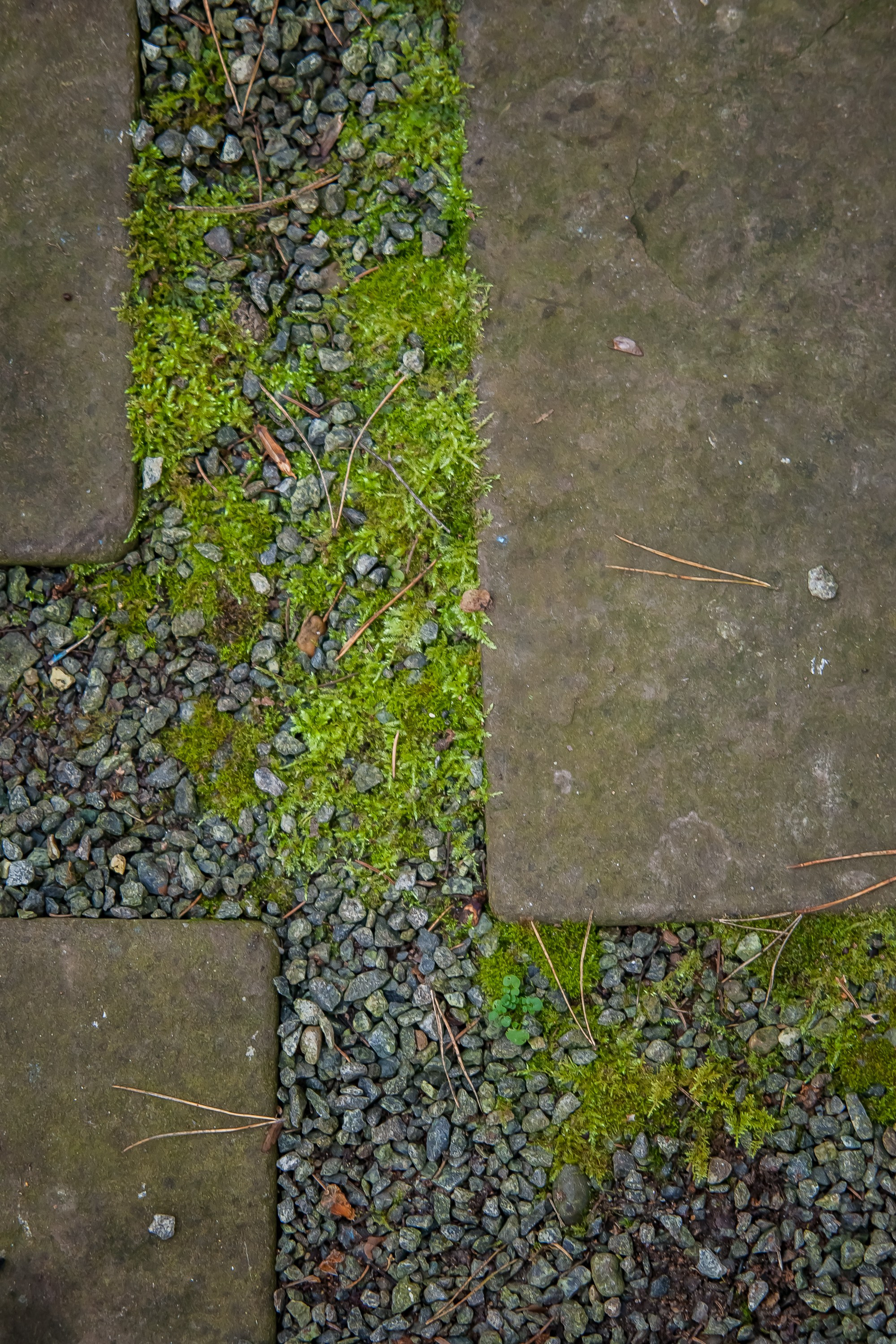 ОСТОРОЖНО МОХ. Туманов Виталий — фотограф Москва