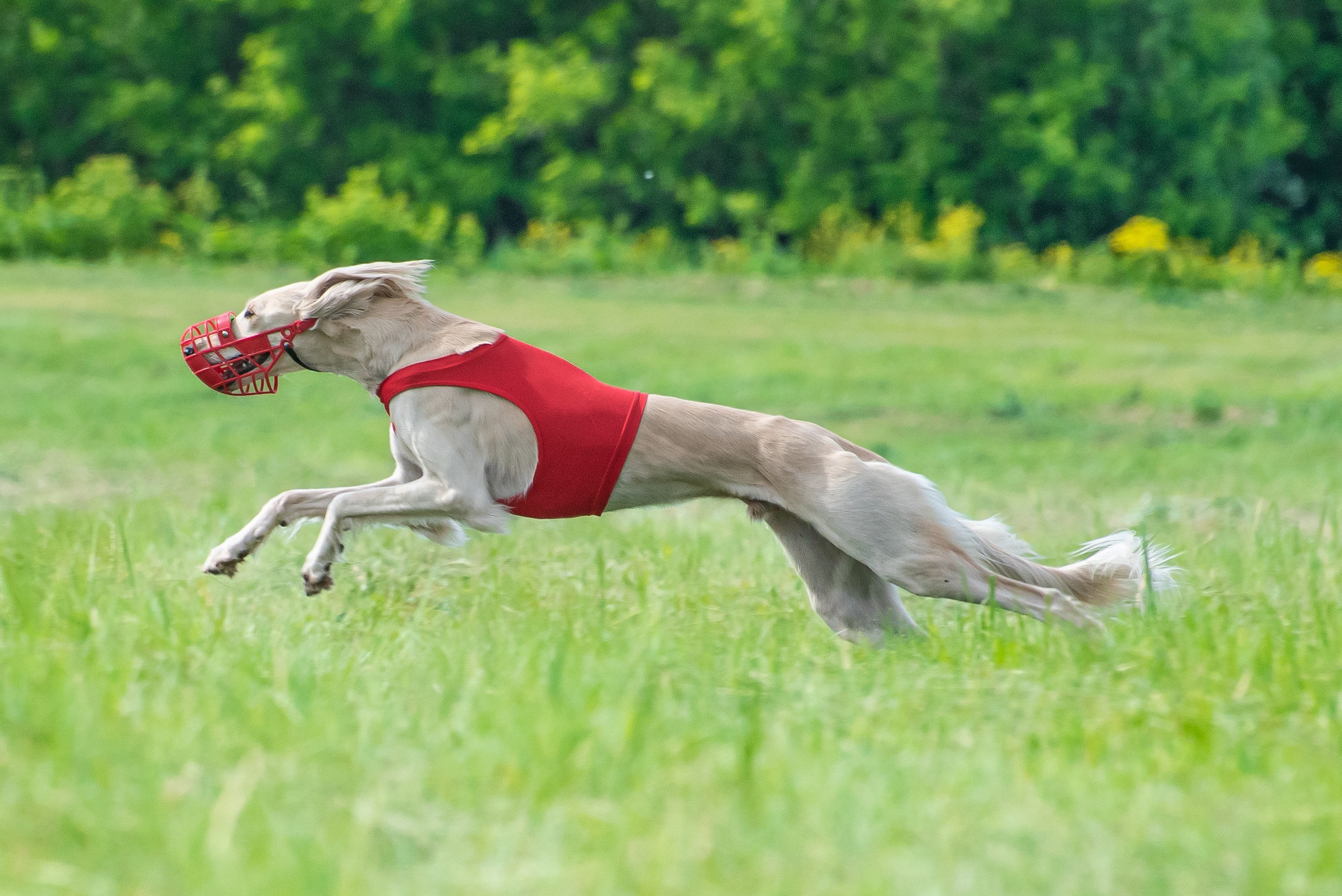 Спортивный фотограф анималист курсинг. Фотограф Макс Огурцов в Нижнем Новгороде