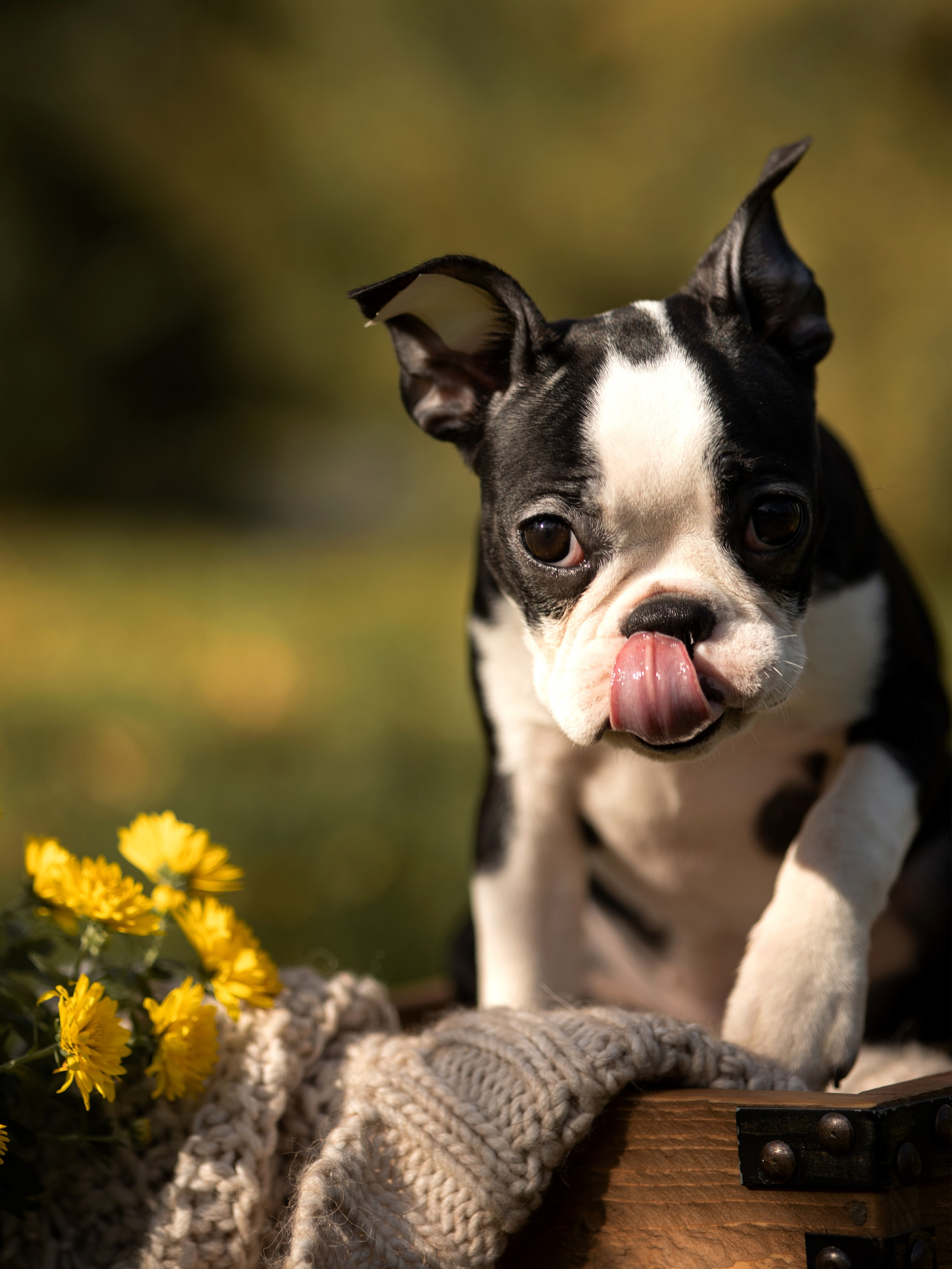 Щенки бостики. Главная