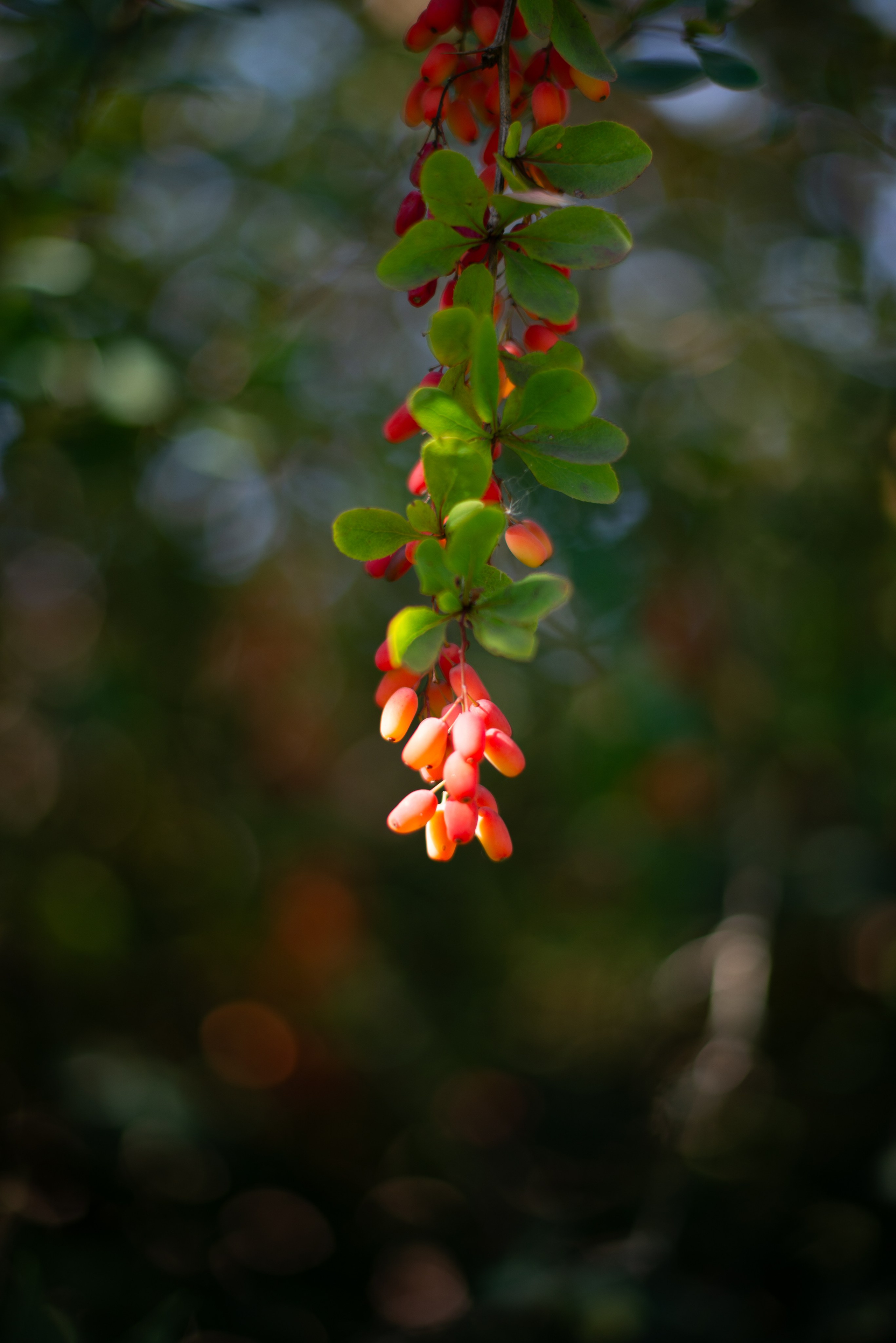 Цветы сада МГУ. Victoria Radjevna Репортажный Фотограф — Видеограф Москва • Санкт-Петербург