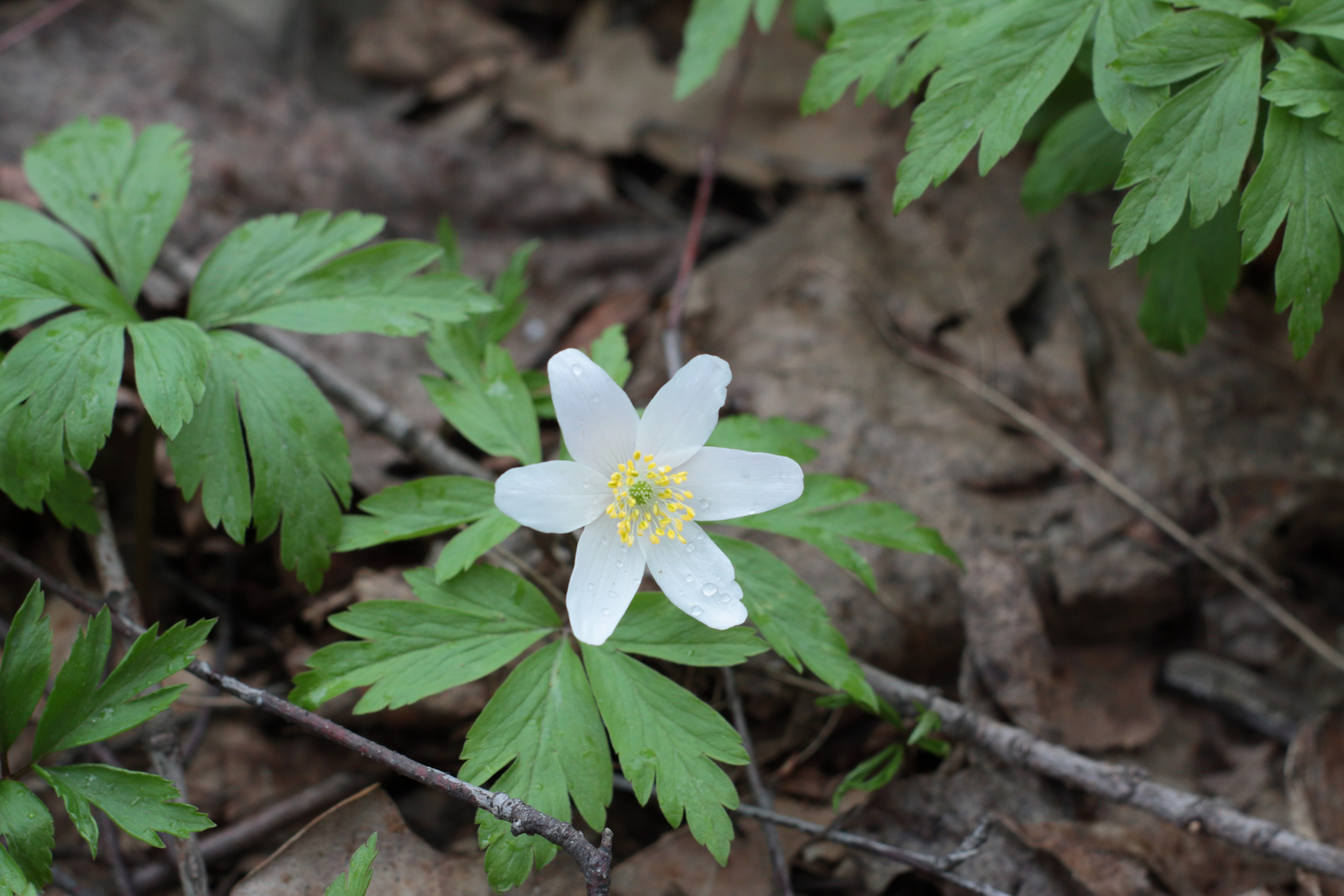 Старое природное, отбирала Katamount (Катерина Горохова). Главная