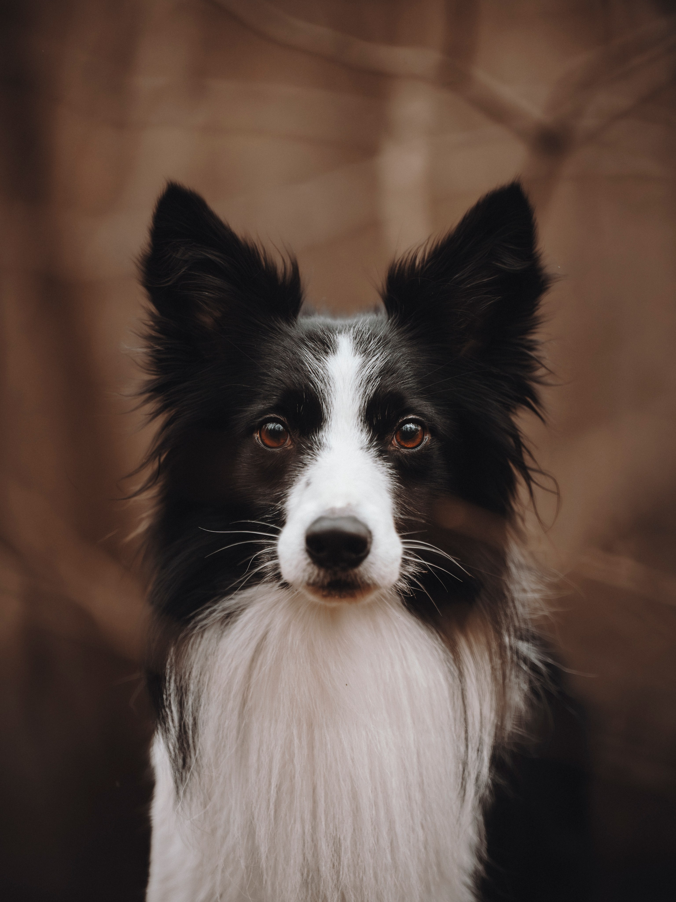 Даша и Того. Семейный фотограф анималист Ананьева Мария — Москва
