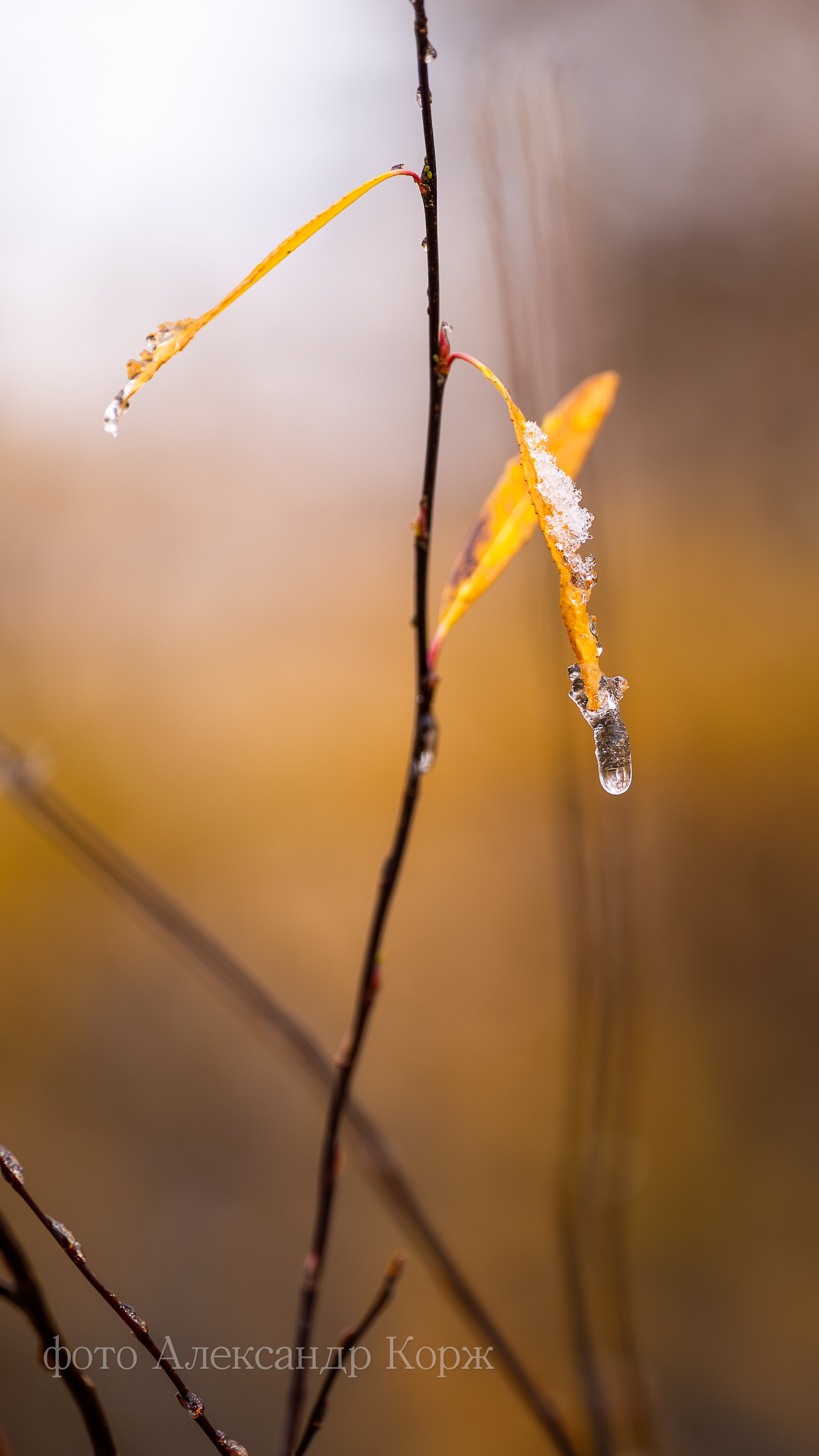 Золотая осень 2025. Айхал. Удачный. Мирный Якутия. Фотографии и видеосъемка, Айхал, Удачный, Якутия. Фотографии Айхал