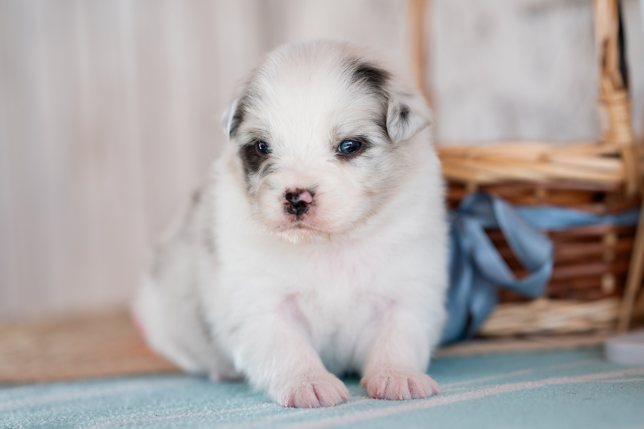 Заводчик Влада Эльман. Творческий фотограф Вологда