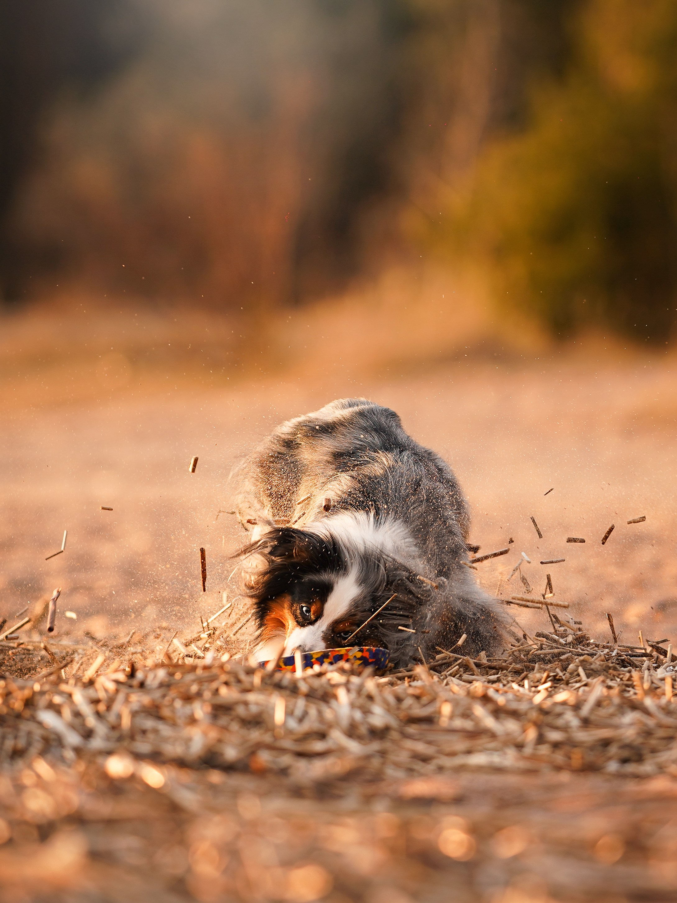 Алиса и Джокер. Фотограф-анималист в Санкт-Петербурге Яна Мартынова