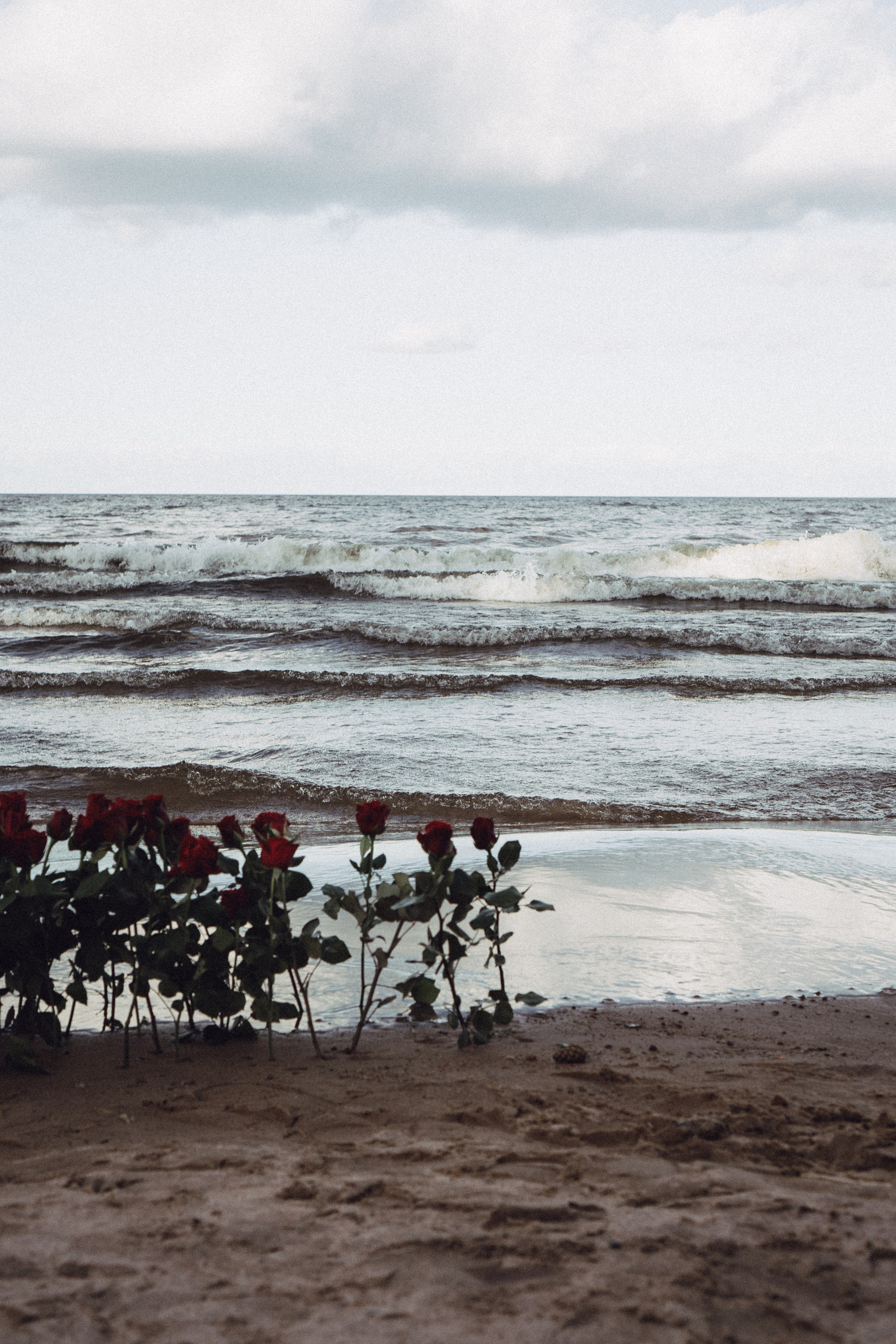 Розы. Профессиональный фотограф, Санкт-Петербург — Виктория Богомолова
