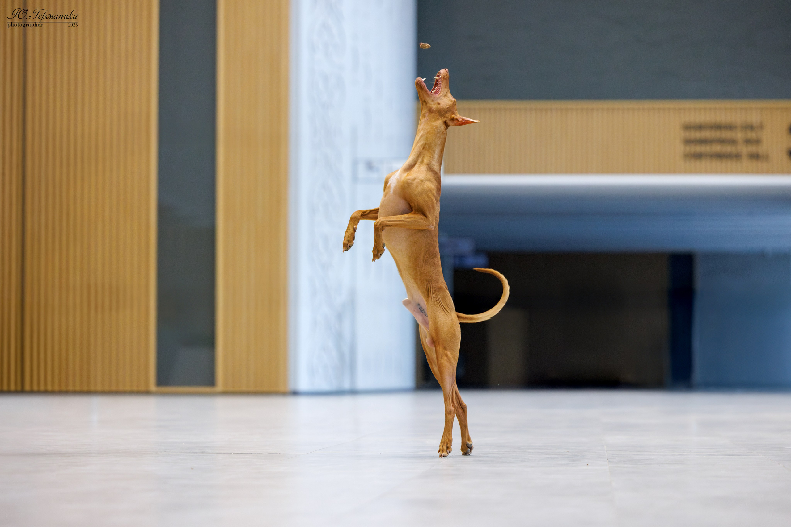 Астана 2хCACIB 3-4.05.2025. Фотограф-анималист Юлия Германика