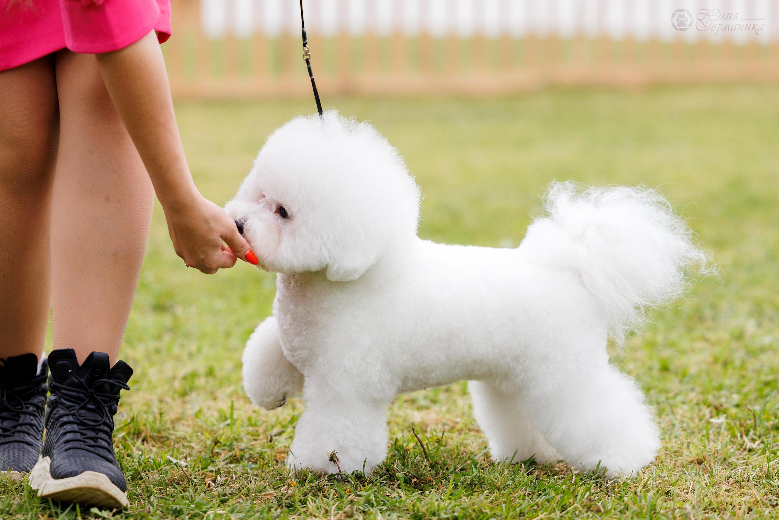 Армения,Ереван 3хCACIB 15-17.10.2024. Фотограф-анималист Юлия Германика