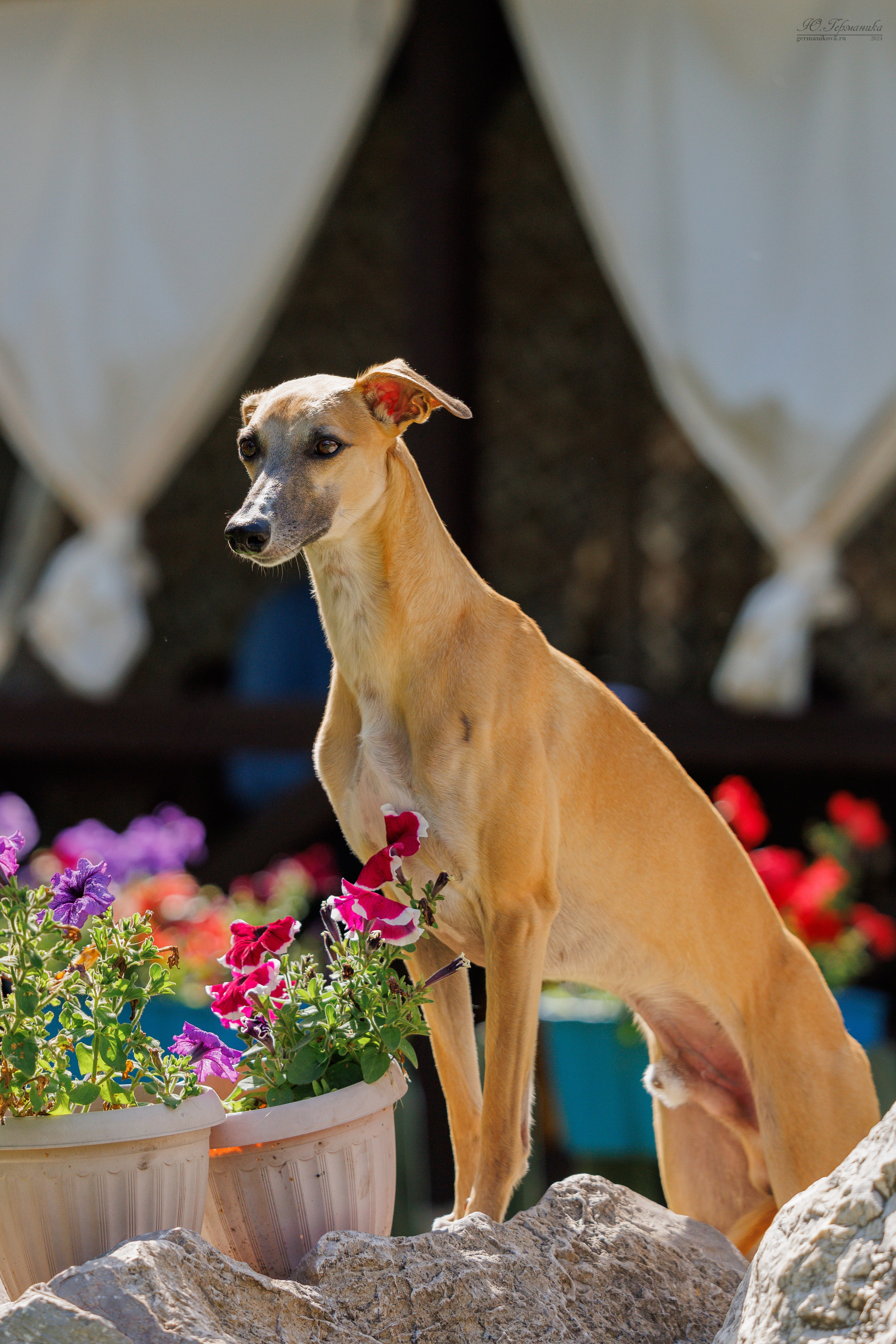 Астана 2хCACIB 17-18.08.2024. Фотограф-анималист Юлия Германика