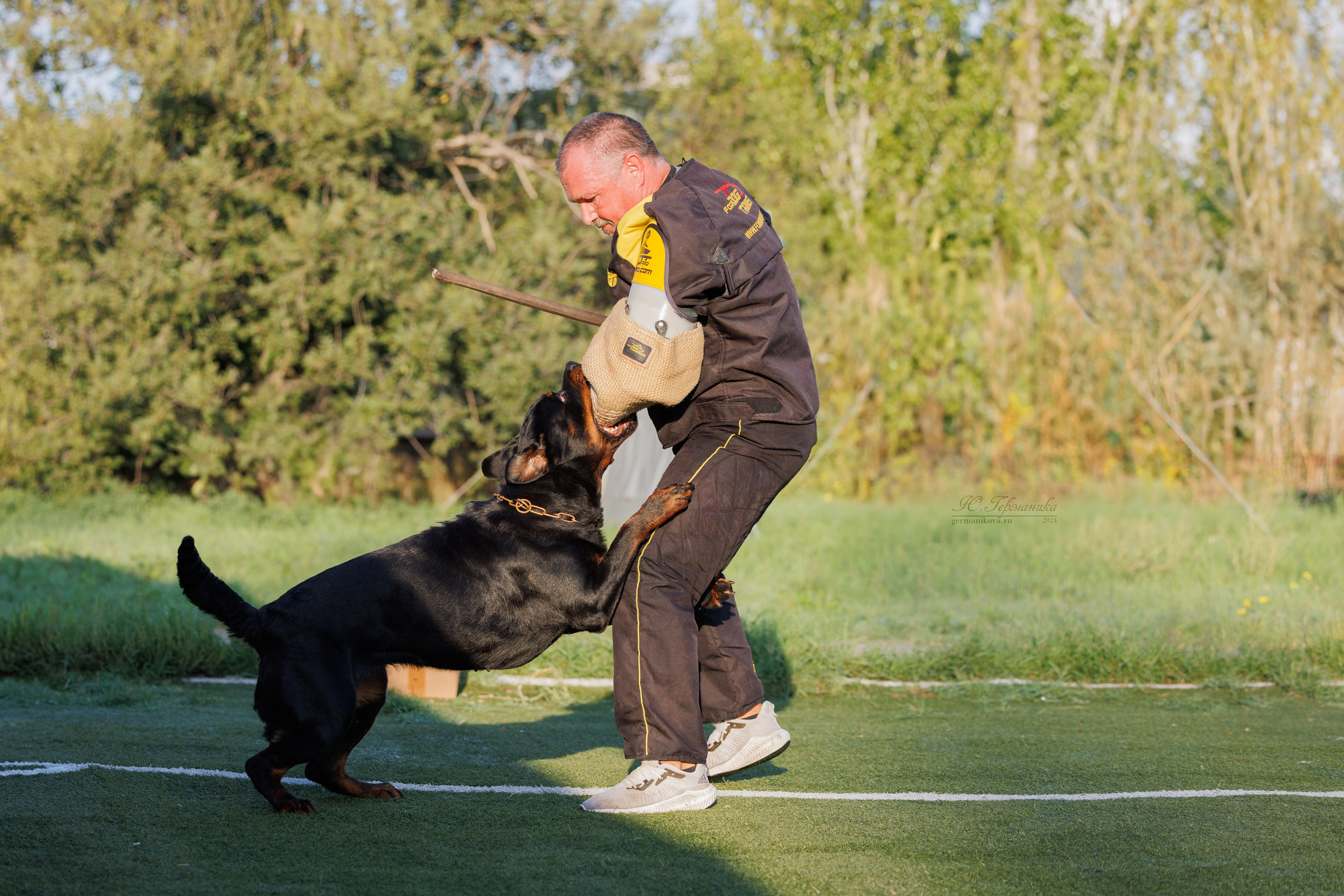 Анапа ротвейлеры 14-15.09.2024. Фотограф-анималист Юлия Германика
