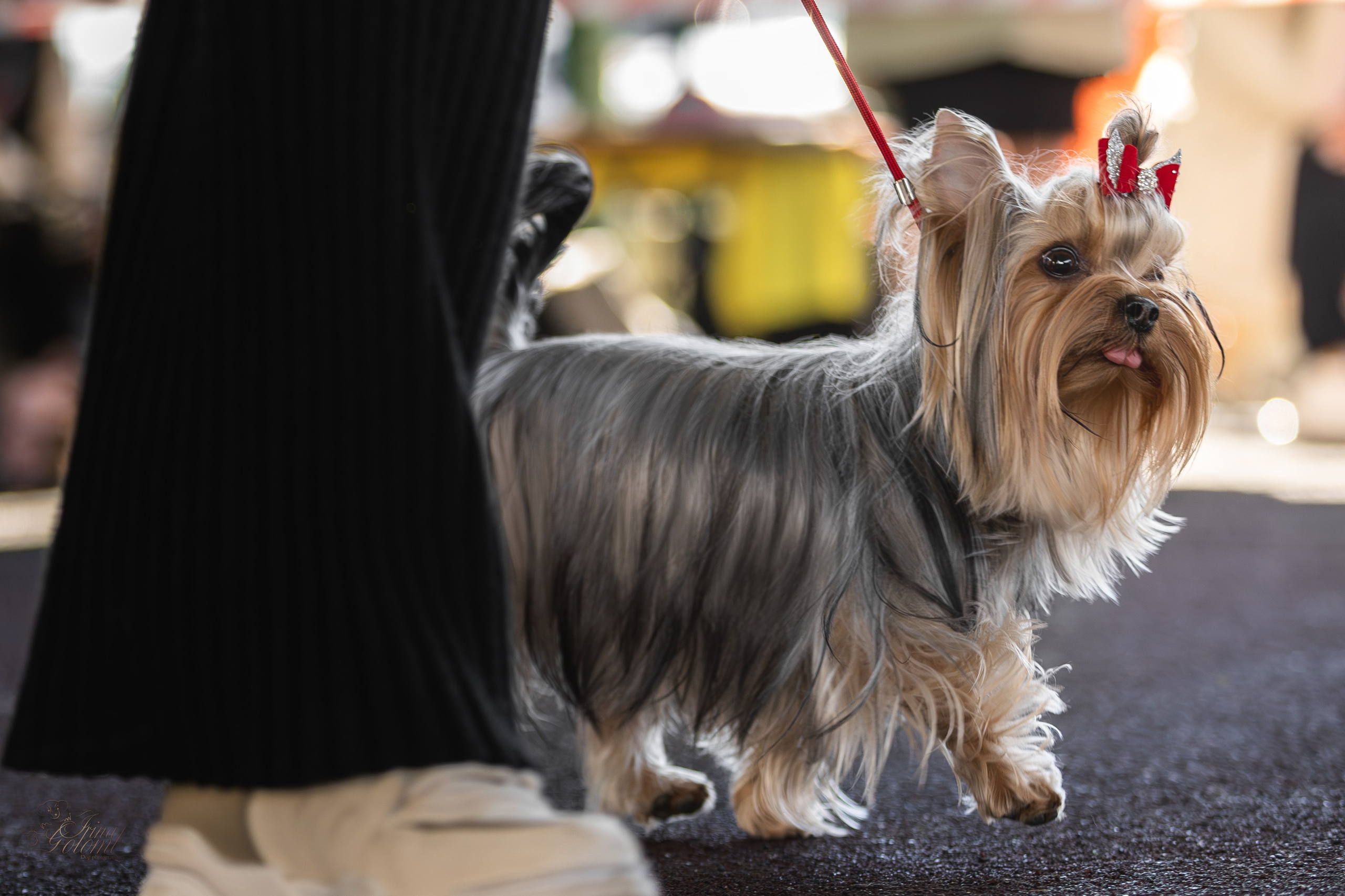 Выставка 25.02.2024. Ирина Голомб|Фотограф-анималист в  Сочи и Калининграде