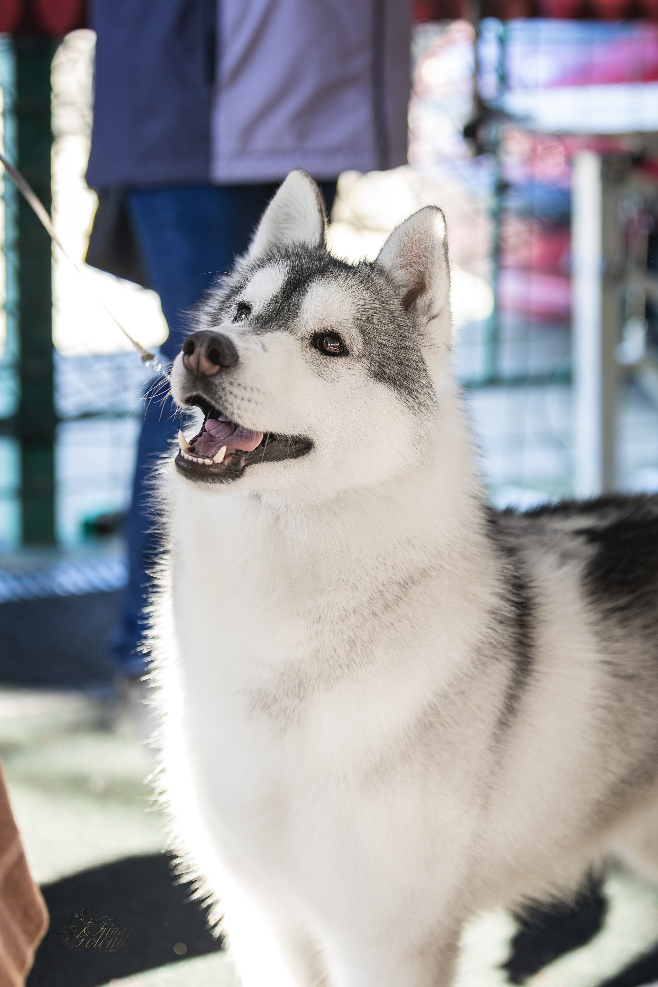 Выставка 25.02.2024. Ирина Голомб|Фотограф-анималист в  Сочи и Калининграде
