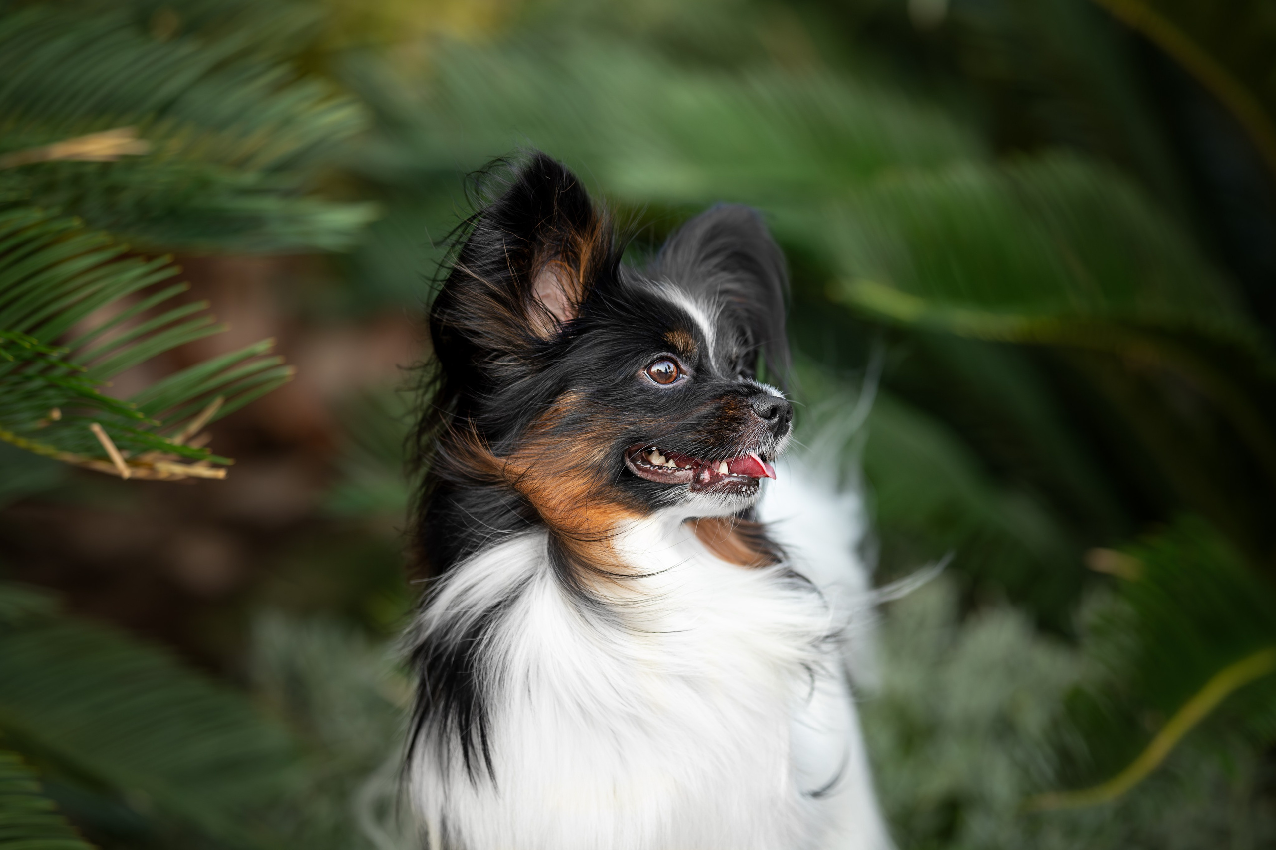 Бэйли, Папийон. Ирина Голомб|Фотограф-анималист в  Сочи и Калининграде