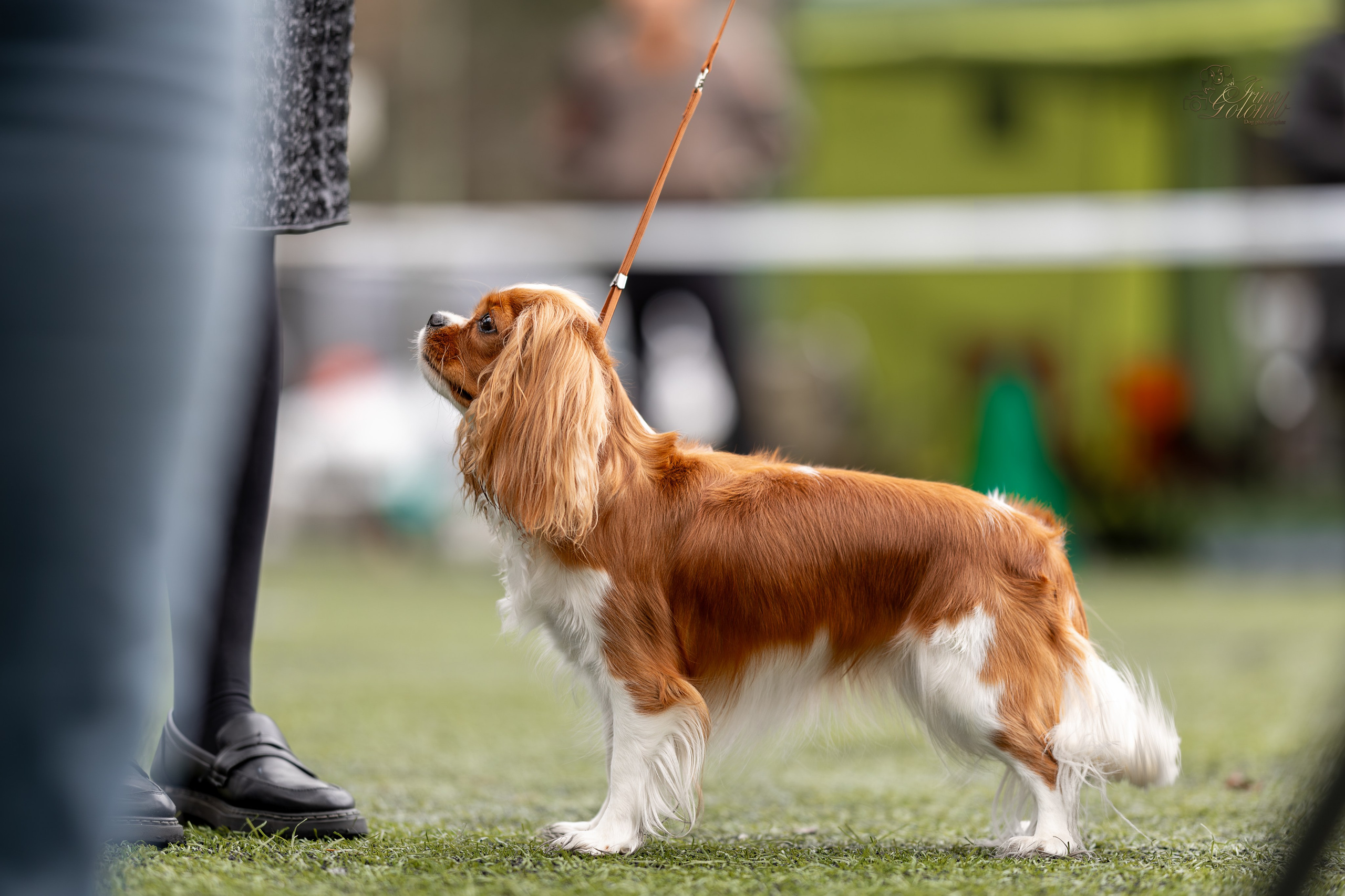 Выставка 17.12.23. Ирина Голомб|Фотограф-анималист в  Сочи и Калининграде