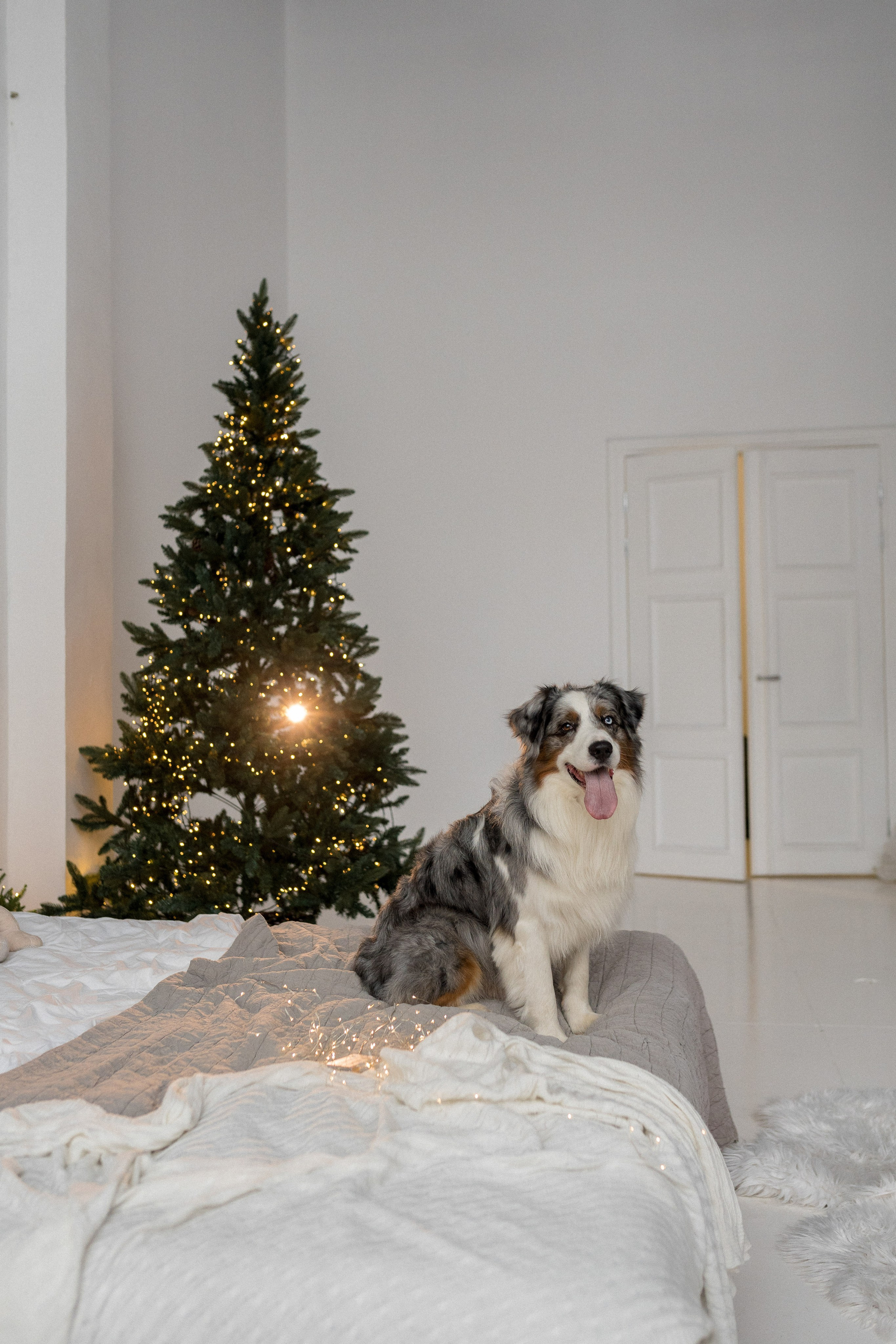 Новогоднее студия. Свадебный фотограф в Москве Анна Полушина