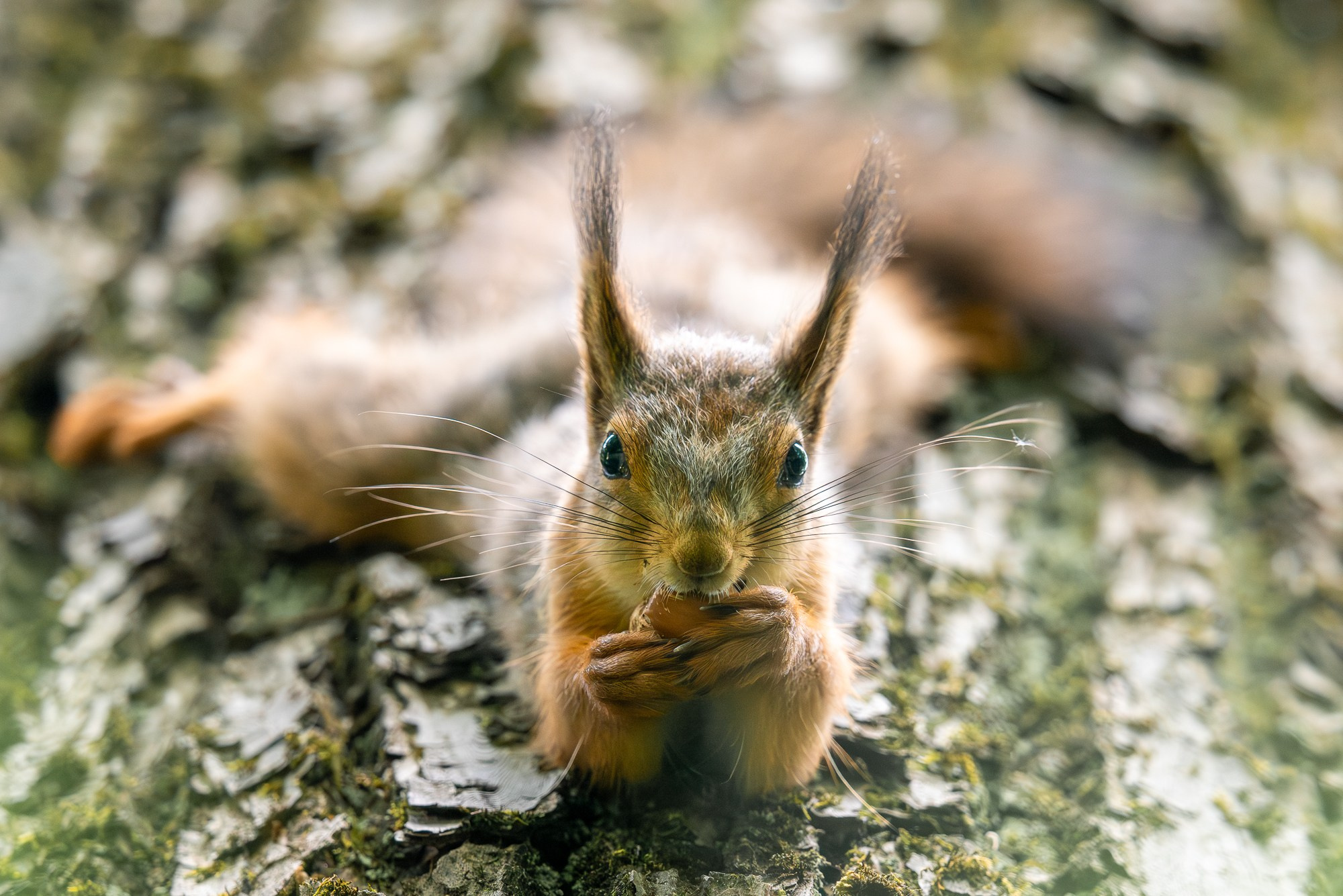 Животные. Ваш личный фотограф Марина Волкова