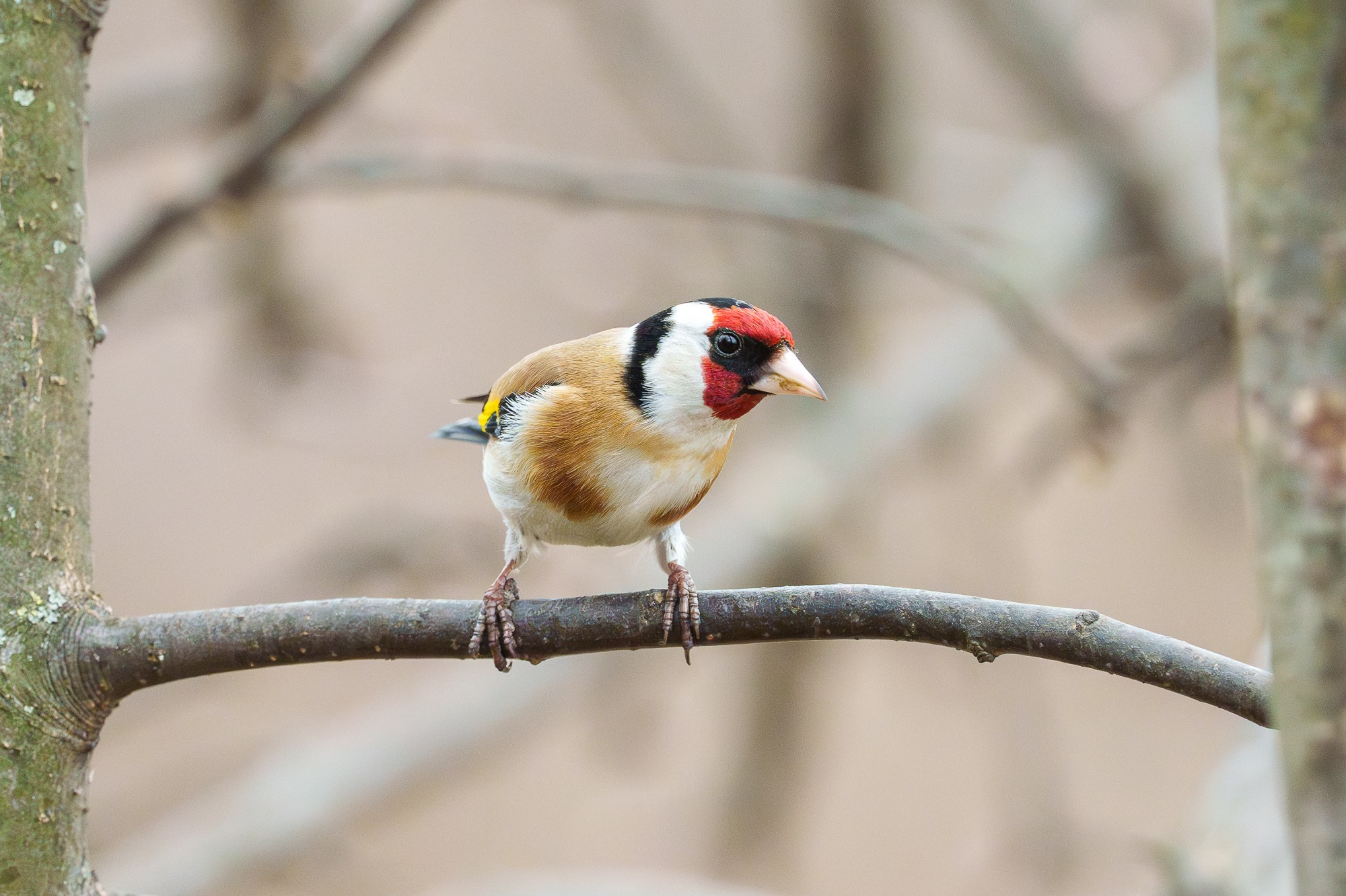 Удивительные мир птиц. Вокруг нас столько прекрасного — присмотритесь!. Ваш личный фотограф Марина Волкова
