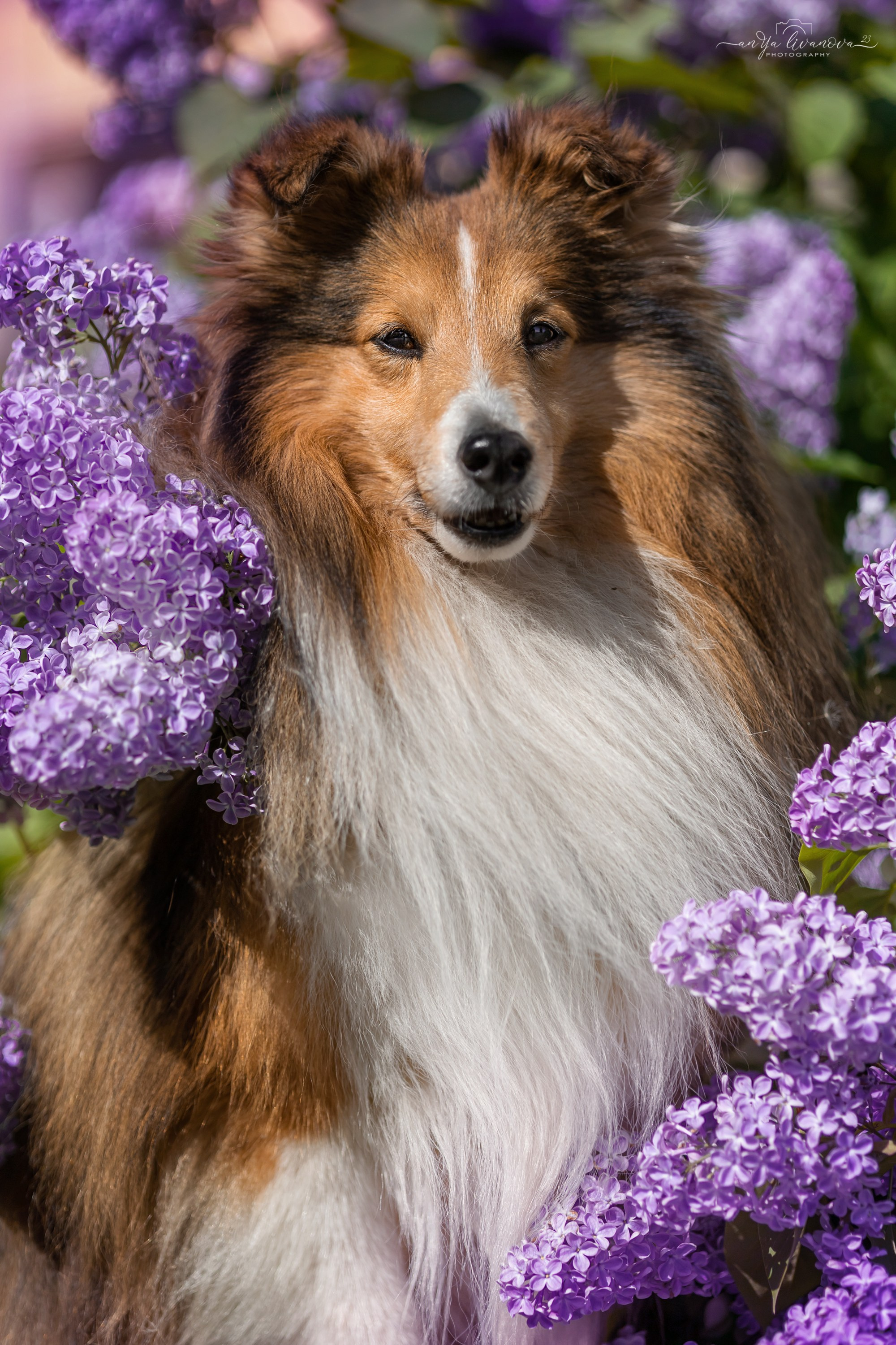 Сирень. Фотограф анималист Аня Ливанова | Рыбинск