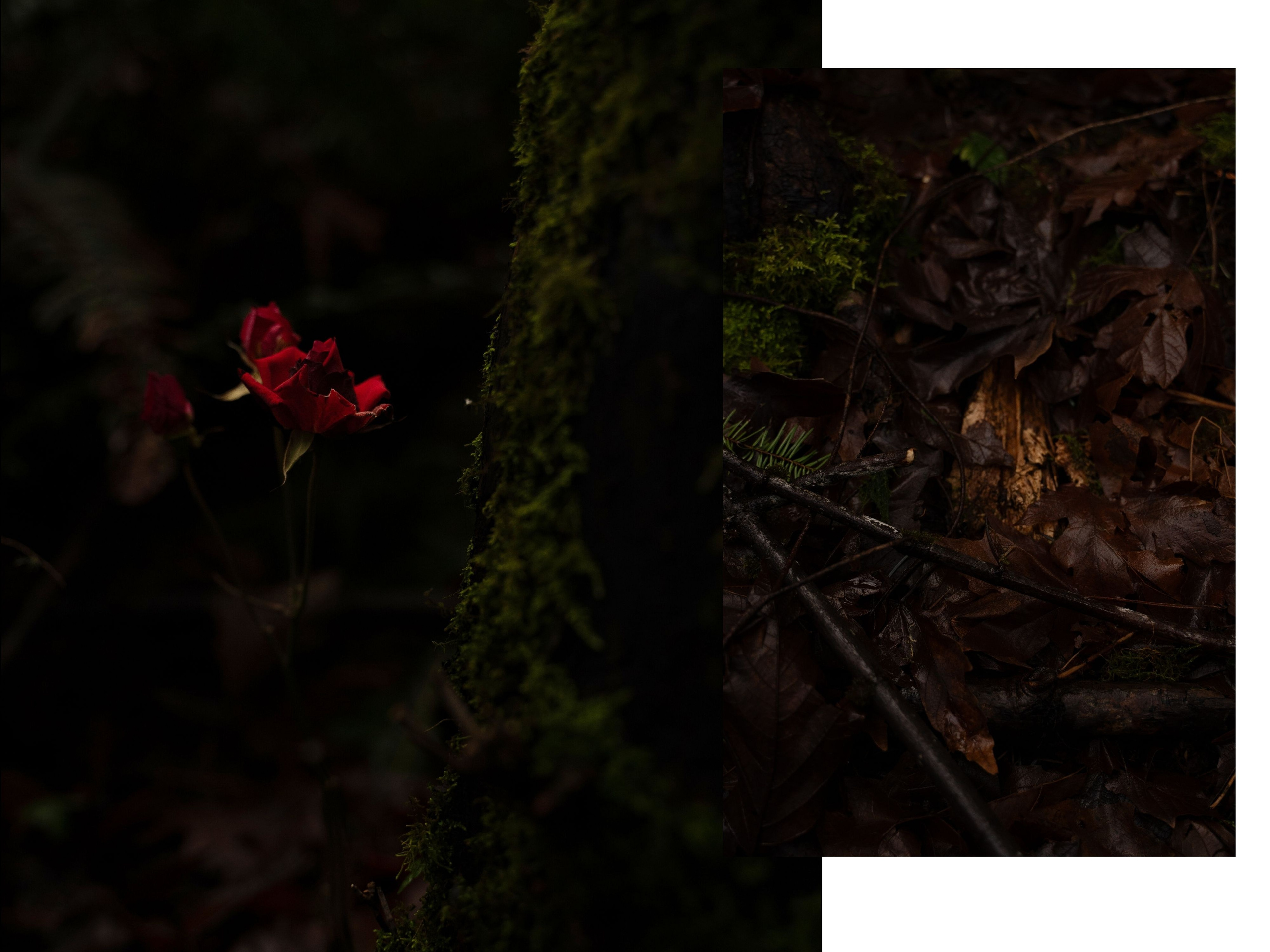 A midsummer night’s dream [magic flower]. Wedding & engagement photographer in Seattle, WA. Tania Maureira