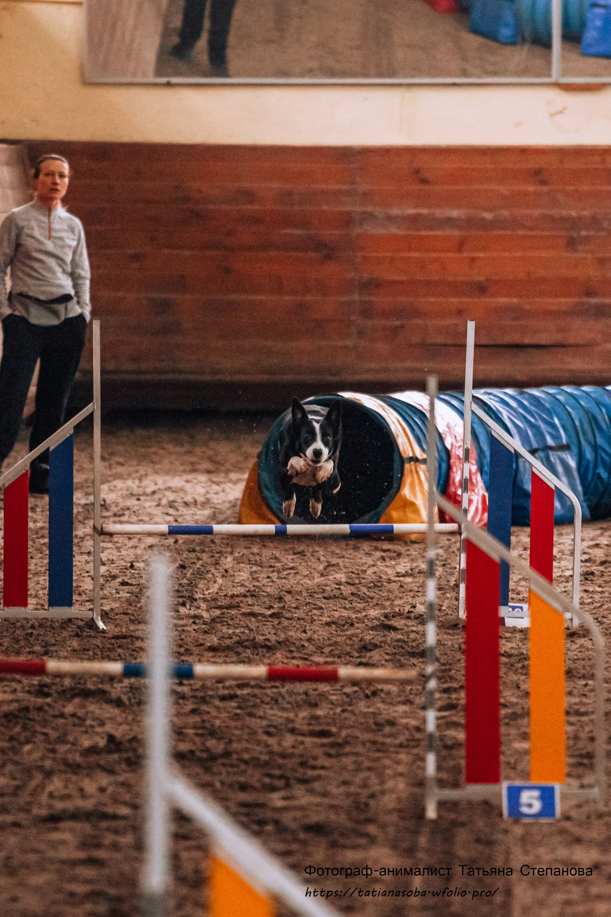 Соревнования по Аджилити 25.02.2024. Фотограф-анималист Татьяна Степанова