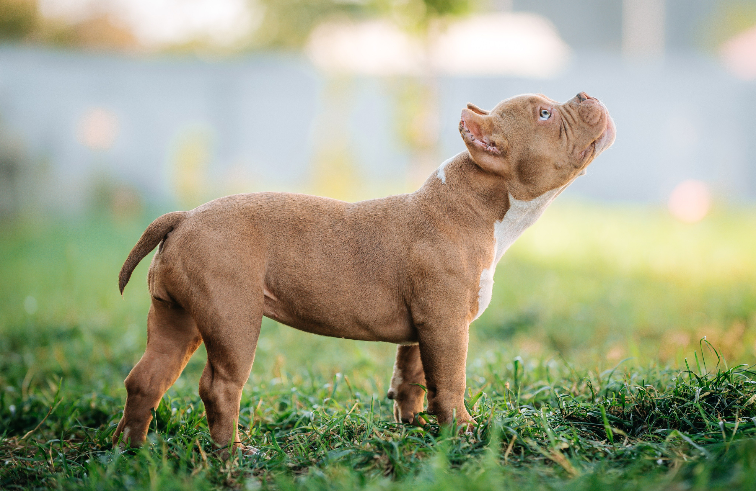 Американский булли щенки. Главная