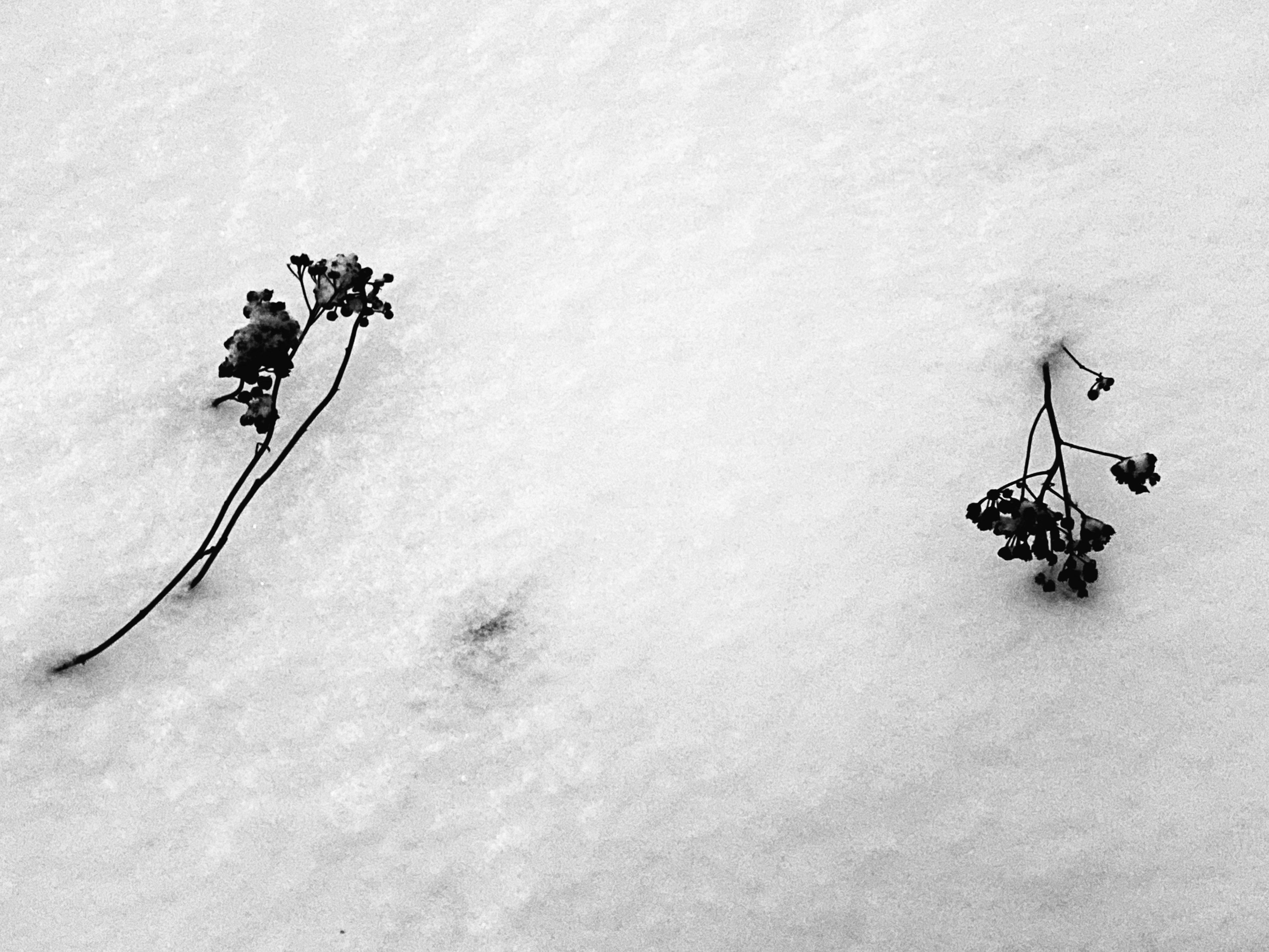 Работы с телефона. Свадебный фотограф в Москве Сафонова Анна