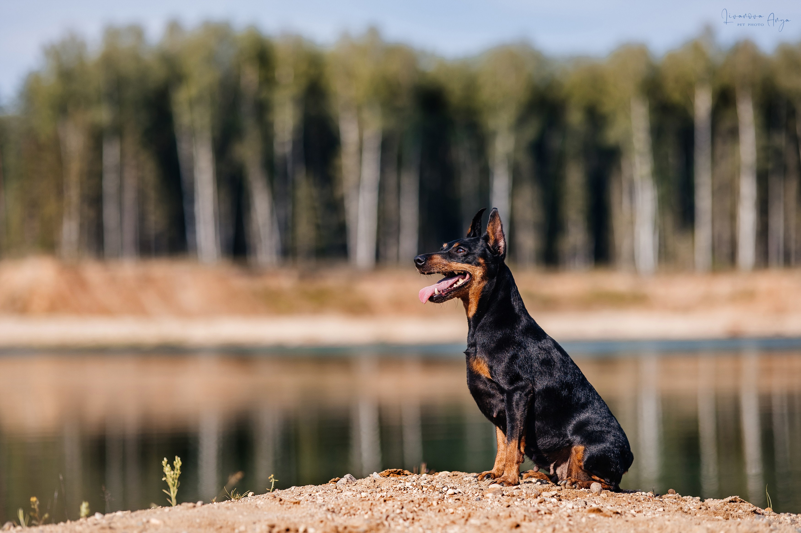 Троицкий карьер. Фотограф анималист Аня Ливанова | Рыбинск