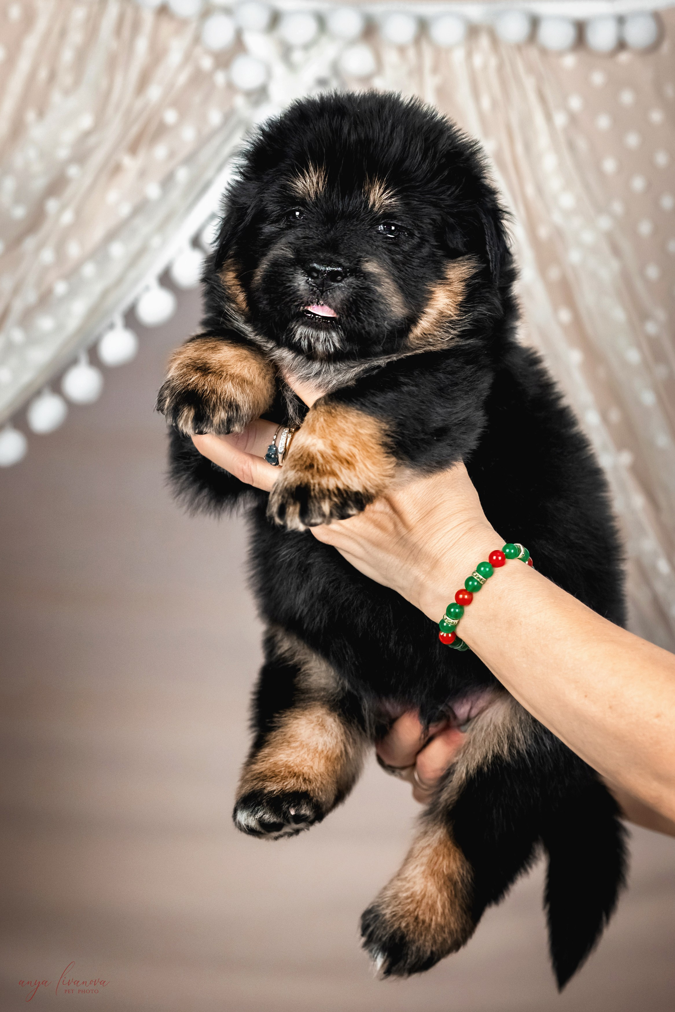 Тибеты. Фотограф анималист Аня Ливанова | Рыбинск