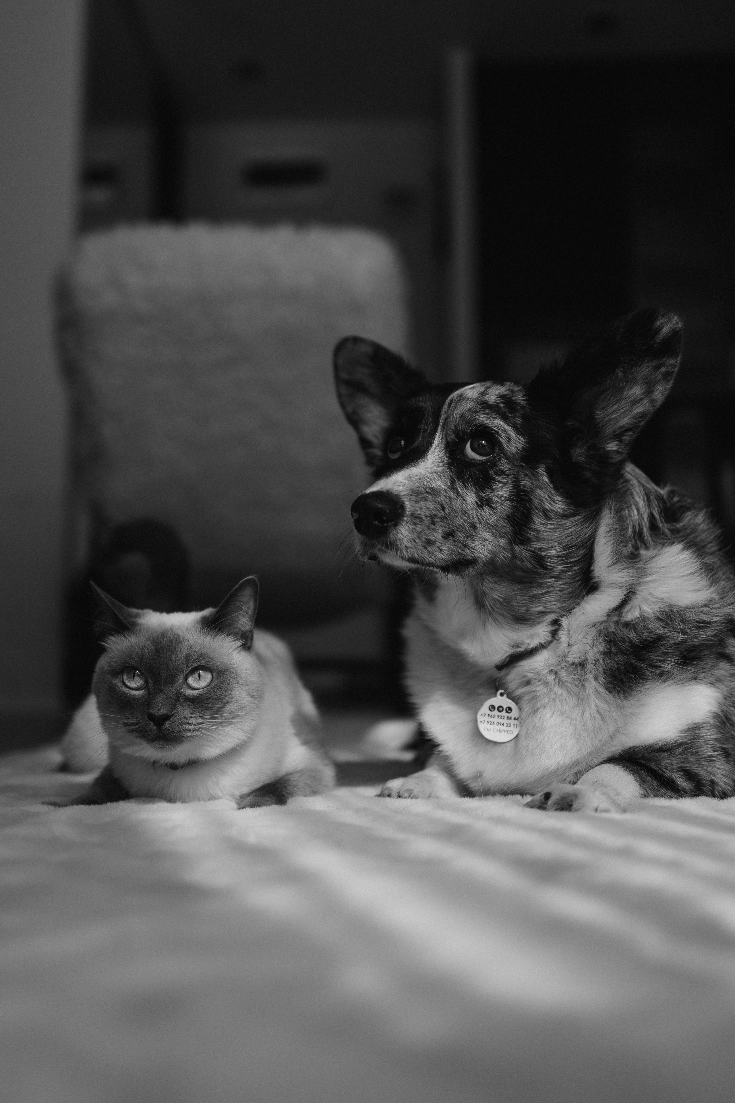 Бэлла, Деми и Луна. Фотораф — анималист Мария Шистка